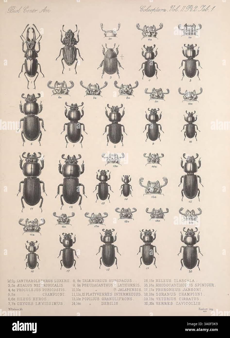 Biologia Centrali-Americana London, 1879-1915, Archäologie, Botanik, Zentralamerika, Beschreibung und Reise, wissenschaftliche Expeditionen, Zoologie, Coleoptera, Käfer, eine illustrierte Sammlung verschiedener Käferarten, die ihre komplizierten Designs und Merkmale zeigen. Jeder Käfer ist mit einer entsprechenden Nummer und einem wissenschaftlichen Namen versehen, was die Vielfalt innerhalb der Ordnung Coleoptera hervorhebt. Die Illustration zeigt eine Reihe von Formen, Größen und Mustern und bietet eine detaillierte Referenz für Entomologen und Enthusiasten gleichermaßen. Die Anordnung erleichtert den Vergleich zwischen den Arten, emphasi Stockfoto
