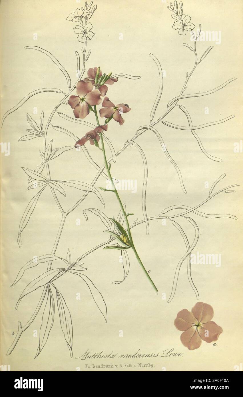 Gartenflora Erlangen F. Enke 1852-1940 Botanik Gartenarbeit Deutschland Zeitschriften Pflanzen ornamental zeigt die Abbildung eine zarte blühende Pflanze, die sich durch schlanke, längliche Stämme und kleine, rosa-violette Blüten auszeichnet. Jede Blüte ist mit detaillierten Blütenblättern dargestellt, die subtile Variationen in Schattierung und Struktur zeigen. Das Laub besteht aus langen, schmalen Blättern, die entlang der Stiele angeordnet sind und das anmutige Aussehen der Pflanze betonen. Der wissenschaftliche Name „Matthiola madagascariensis“ ist am unteren Rand elegant eingeschrieben, zusammen mit den Details des Autors und einer Referenz Stockfoto