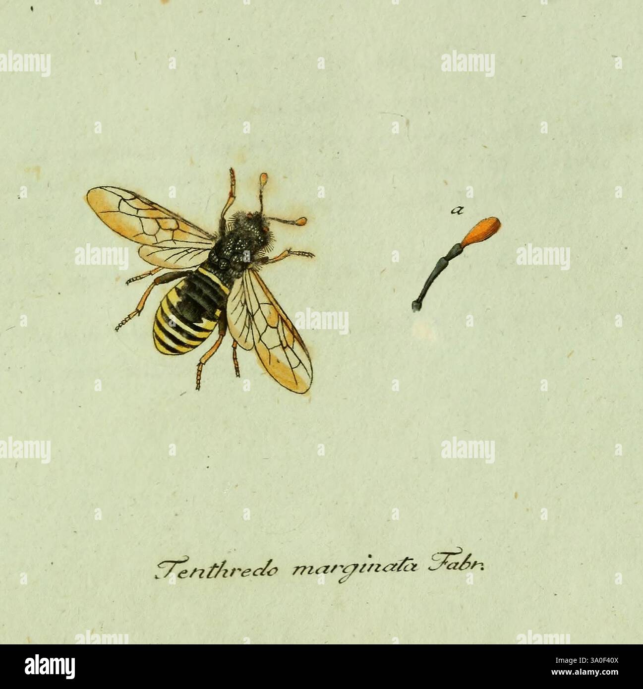 Fauna Inseect Germanicae initia oder Deutschlands Insecten Nürnberg in den Felseckerschen Buchhandlung 1796-1813 Deutschland Insekten Bildwerke blendende Vielfalt, eine Illustration mit einer detaillierten Darstellung einer Biene, insbesondere der Art Tenthrédé marginata Fab., bekannt für ihren auffälligen schwarz-gelb gestreiften Bauch. Die Biene ist in einer Seitenansicht dargestellt und zeigt ihre zarten Flügel und ihre komplizierte Körperstruktur. Neben der Biene befindet sich ein kleines Objekt mit dem Buchstaben „A“, das möglicherweise eine Skala oder ein verwandtes biologisches Exemplar zum Vergleich darstellt. Der Hintergrund ist Stockfoto