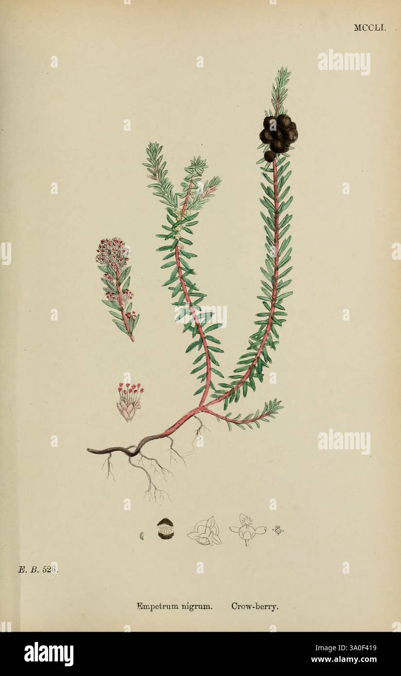 Englische, botanische oder farbige Figuren britischer Pflanzen, London, R. Hardwicke, 1863-1886, Großbritannien, Bildwerke, Pflanzen, die Illustration zeigt die Pflanze *Empetrum nigrum*, allgemein bekannt als Crowberry. Es zeigt mehrere Elemente der Pflanze: Den markanten Stamm mit nadelförmigen Blättern, kleine, zarte Blüten und detaillierte Darstellungen der Frucht. Die Crowberry zeichnet sich durch ihre dunkelschwarzen Beeren aus, die oben am Stiel angeordnet sind. Neben der Hauptzeichnung gibt es kleinere Abbildungen, die die Wurzelstruktur und Blütendetails hervorheben, providin Stockfoto