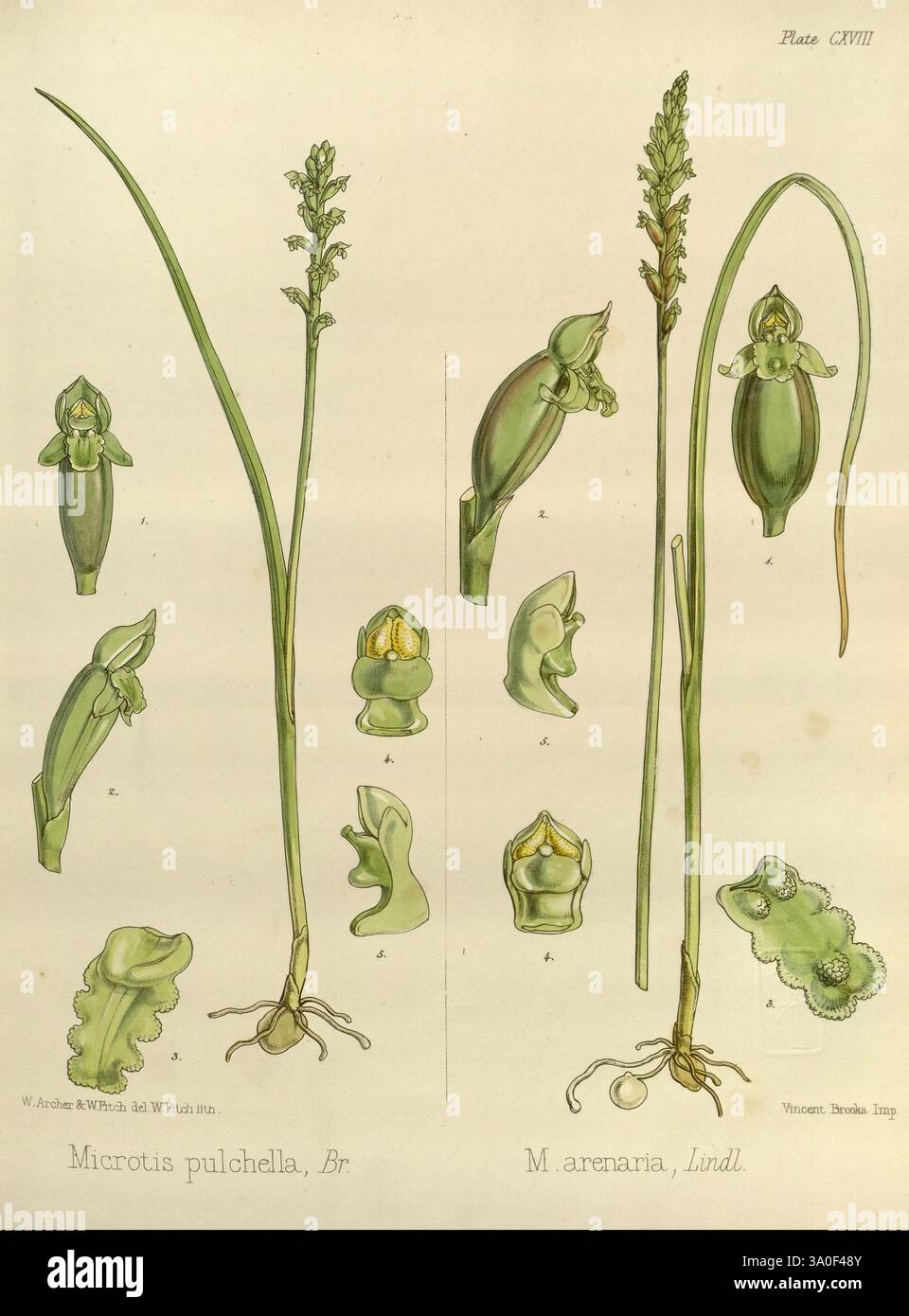 Die Botanik der antarktischen Reise der H.M. Entdeckungsschiffe Erebus und Terror in den Jahren 1839-1843. London, Reeve Brothers, 1844-1860, Walter Hood Fitch, William Archer, Microtis pulchella, Microtis arenaria, die Abbildung zeigt detaillierte botanische Studien von zwei verschiedenen Orchideenarten: Microtis pulchella auf der linken und Microtis arenaria auf der rechten Seite. Jede Art wird mit mehreren Ansichten dargestellt, die ihre einzigartigen Blütenstrukturen, Blattformen und Wurzelsysteme zeigen. Das Bild zeigt die komplizierten Details der floralen Komponenten, einschließlich der Labellum und Säule, sowie Stockfoto