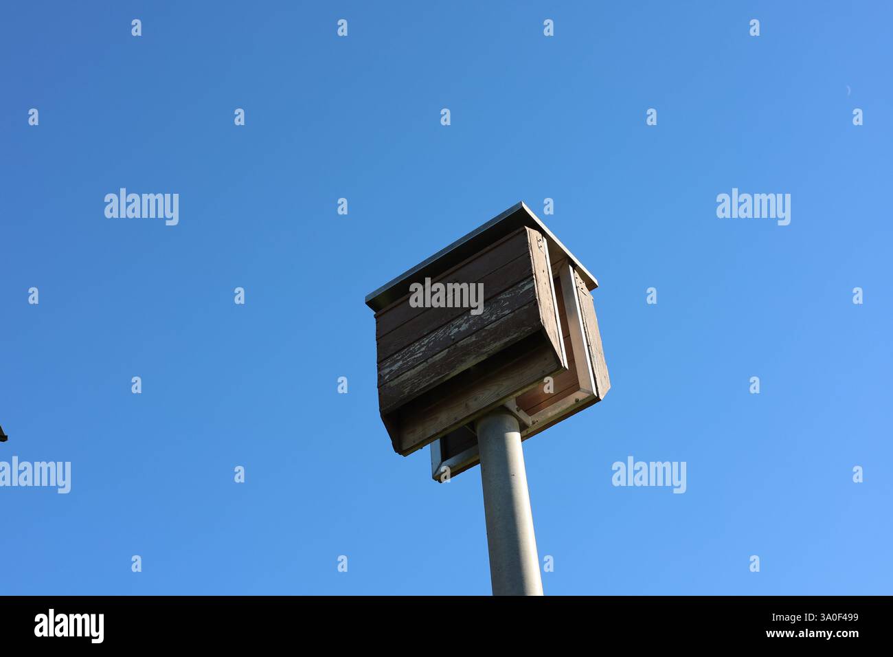 Leerer blauer Himmel mit Fledermaushaus hoch auf der Pfote Stockfoto