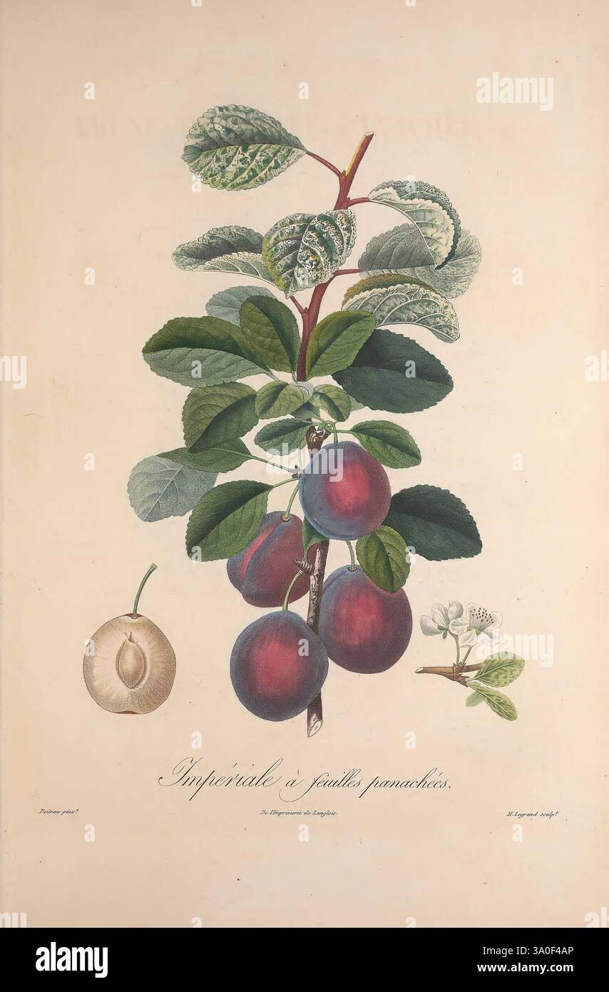 Pomologie francaise, Paris, Langlois et Leclercq, 1846, arbres fruitiers, Feldleitfäden, Obstbäume, Obstkulturen, Früchte, Identifizierung, Pflanzen, Eine botanische Illustration mit einem Zweig eines Obstbaums mit dunkelvioletten Pflaumen, die zwischen üppig grünen Blättern gruppiert sind. Die Pflaumen weisen eine glänzende Oberfläche auf, einige zeigen leichte Farbvariationen, was auf Reife hindeutet. Neben dem Zweig liegt eine kleinere, hellere Frucht, die wahrscheinlich eine andere Sorte oder Art repräsentiert. Feine Details des Blattes und der Blumen, einschließlich feiner Adern und Texturen der Blätter, unterstreichen die Komplexität Stockfoto
