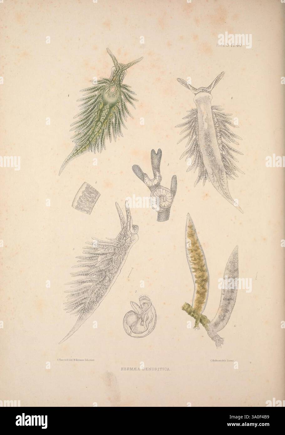 Eine Monografie des britischen Nacktschlechtums Mollusca, London, 1845-1910, Großbritannien, Mollusken, nudibranchia., diese Illustration zeigt eine Sammlung wirbelloser Meerestiere, die in prominenter Weise verschiedene Arten von Meeresschnecken und Nacktschnecken zeigen. Die Organismen weisen komplizierte Details in ihrer Morphologie auf, einschließlich Rüschenkiemen und variierender Körperformen, was ihre einzigartigen Anpassungen unterstreicht. Zusätzlich gibt es Darstellungen von Entwicklungsstadien, wie eine Eikapsel und Jugendliche Formen, die den Lebenszyklus dieser faszinierenden Kreaturen betonen. Die Gesamtkomposition stellt eine Scie dar Stockfoto Eine Monografie des britischen Nacktschlechtums Mollusca, London, 1845-1910, Großbritannien, Mollusken, nudibranchia., diese Illustration zeigt eine Sammlung wirbelloser Meerestiere, die in prominenter Weise verschiedene Arten von Meeresschnecken und Nacktschnecken zeigen. Die Organismen weisen komplizierte Details in ihrer Morphologie auf, einschließlich Rüschenkiemen und variierender Körperformen, was ihre einzigartigen Anpassungen unterstreicht. Zusätzlich gibt es Darstellungen von Entwicklungsstadien, wie eine Eikapsel und Jugendliche Formen, die den Lebenszyklus dieser faszinierenden Kreaturen betonen. Die Gesamtkomposition stellt eine Scie dar Stockfoto