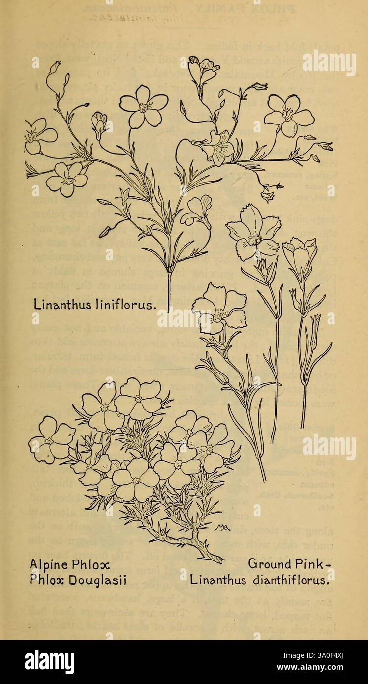Feld, Buch der westlichen, wilden Blumen, New York, 1915, Identifizierung, Westus, Wildblumen, Margaret Neilson Armstrong, Frauen in der Wissenschaft, Eine botanische Illustration, die drei verschiedene Blumenarten zeigt. Oben ist Linanthus liniflorus mit schlanken Stielen und zarten Blüten dargestellt. Darunter befindet sich der Alpine Phlox (Phlox Douglasii) mit sternförmigen Blüten, die sich an spitzen Blättern befinden. Unten zeigt Ground Pink (Linanthus dianthiflorus) abgerundete Blüten mit einem weichen, komplizierten Design. Jede Anlage ist detailreich und unterstreicht die einzigartigen Eigenschaften Stockfoto