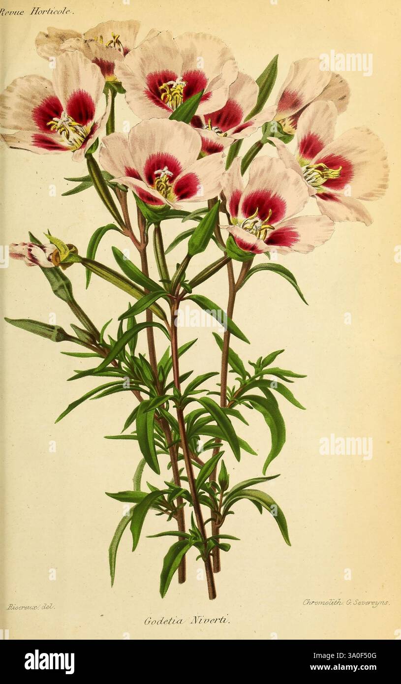 Revue horticole, Paris, Librairie agricole de la maison rustique, 1829-1974, Frankreich, Gartenbau, Zeitschriften, Taxonomie: binomial = Godetia niverti, Godetia, die Illustration zeigt einen zarten Blumenstrauß, der sich durch ihre großen, eleganten Blütenblätter auszeichnet. Jede Blüte zeigt eine auffällige Kombination aus weiß und tiefrotem, mit komplizierten Mustern, die ihre Schönheit betonen. Die Blüten wachsen in Clustern auf schlanken, grünen Stängeln, die mit schmalen, langen Blättern verziert sind. Diese botanische Darstellung fängt das Wesen der Gnade der Pflanze ein und lädt zu Bewunderung für ihre Natur ein Stockfoto