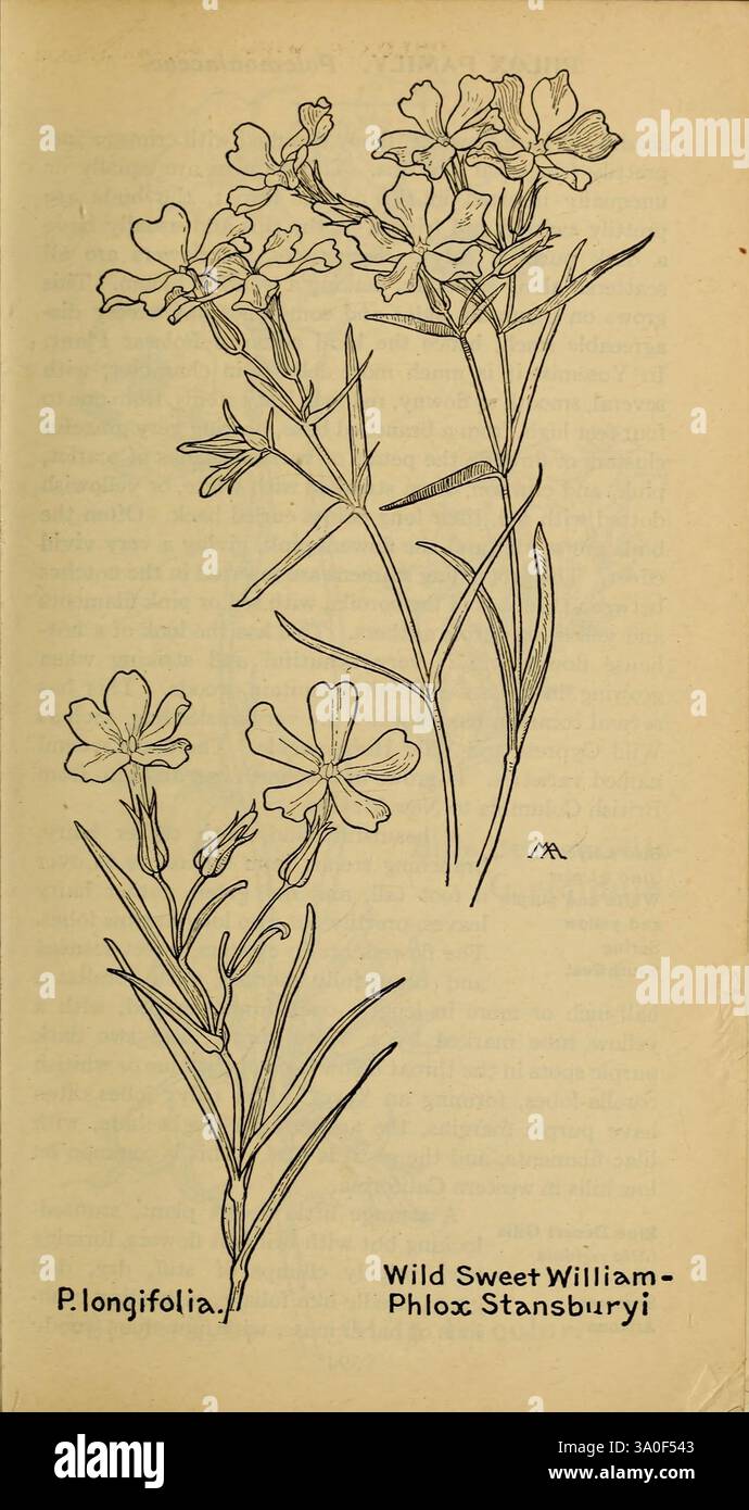 Feldbuch der westlichen Wildblumen, New York, 1915, Identifikation, West US, Wildblumen, Margaret Neilson Armstrong, Margaret Neilson Armstrong, Frauen in Wissenschaft, die Illustration zeigt den Wild Sweet William, wissenschaftlich bekannt als Phlox Stansburyi. Die Abbildung zeigt schlanke Stiele, die mit zarten, sternförmigen Blüten verziert sind. Die Blüten zeichnen sich durch eine schlichte, aber elegante Struktur mit fünf Blütenblättern aus, die eine Reihe von sanften Kurven zeigen. Die Blätter, schmal und lang, sind entlang der Stiele angeordnet und tragen zum anmutigen Aussehen der Pflanze bei. Diese botanische Darstellung hebt den in hervor Stockfoto