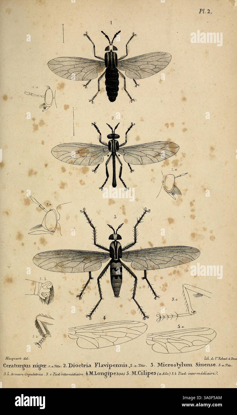 Diese Abbildung zeigt eine Reihe detaillierter Zeichnungen verschiedener Insektenarten, die ihre charakteristischen anatomischen Merkmale hervorheben. Die Zusammensetzung umfasst drei Hauptinsekten, die jeweils mit einer entsprechenden Nummer zur Identifizierung gekennzeichnet sind. Außerdem gibt es kleinere Skizzen, die verschiedene Teile wie Flügel, Beine und Antennen darstellen, um deren morphologische Eigenschaften genauer zu betrachten. Das Gesamtlayout ist methodisch angelegt, um die Unterschiede und Ähnlichkeiten zwischen den Arten hervorzuheben und möglicherweise einem pädagogischen oder wissenschaftlichen Zweck zu dienen. Labels geben die Namen von Th an Stockfoto