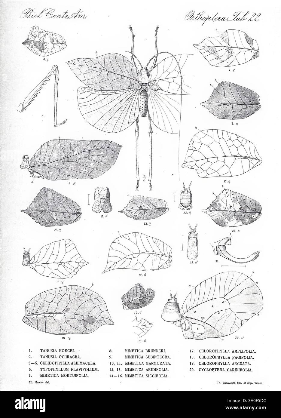 Biologia Centrali-Americana, London, herausgegeben von R. H. Porter, 1879–1915. Archäologie, Botanik, Zentralamerika, Beschreibung und Reisen, Wissenschaftliche Expeditionen, Zoology, Dazzling Diversity, Eine detaillierte botanische Illustration, die verschiedene Arten von Blattinsekten, auch bekannt als Phasmatodea, zeigt. Die Komposition enthält beschriftete Diagramme, die die Anatomie und Morphologie der verschiedenen Arten von Blattinsekten veranschaulichen und ihre einzigartigen Anpassungen für die Tarnung hervorheben. Jede Figur wird akribisch gerendert und zeigt verschiedene Ansichten wie frontale und laterale Perspektiven. Das Illustrat Stockfoto