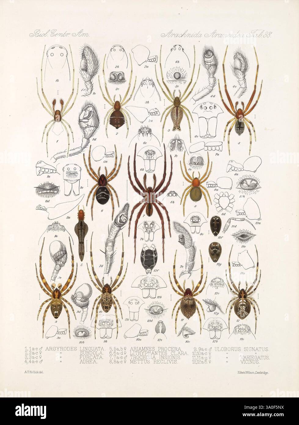 Biologia, eine komplizierte Anordnung verschiedener Spinnenarten, wird vorgestellt, die detaillierte Abbildungen ihrer Anatomie zeigt. Das Layout zeigt individuelle Darstellungen von Spinnen, die ihre charakteristischen Eigenschaften wie Körperformen, Muster und Farbgebung hervorheben. Jede Spinne ist mit ihrem wissenschaftlichen Namen beschriftet, was einen Einblick in die Vielfalt der Arachniden gibt. Um die zentralen Displays herum befinden sich anatomische Skizzen, die Merkmale wie Beine, Zähne und Augen zeigen und ein umfassendes Verständnis dieser faszinierenden Kreaturen und ihrer Taxonomie vermitteln. Diese Sammlung dient Stockfoto