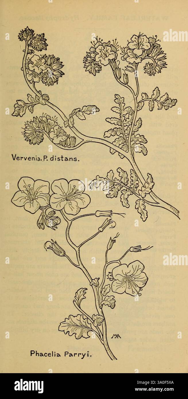 Feldbuch der westlichen Wildblumen, New York, 1915, Identifikation, West US, Wildblumen, Margaret Neilson Armstrong, Margaret Neilson Armstrong, Frauen in der Wissenschaft. die Abbildung zeigt zwei verschiedene botanische Arten, dargestellt mit detaillierten Linienarbeiten. Im oberen Bereich ist die *Verbenia P. distans* zu sehen, die sich durch kleine Blütenbündel und schlanke, langgezogene Blätter auszeichnet. Im unteren Bereich befindet sich *Phacelia Parryi*, die durch ihre runderen Blüten und mehr gelapptes Laub gekennzeichnet ist. Beide Pflanzen sind aufwändig gerendert, was ihre einzigartigen strukturellen Merkmale und die vielfältige Textur hervorhebt Stockfoto