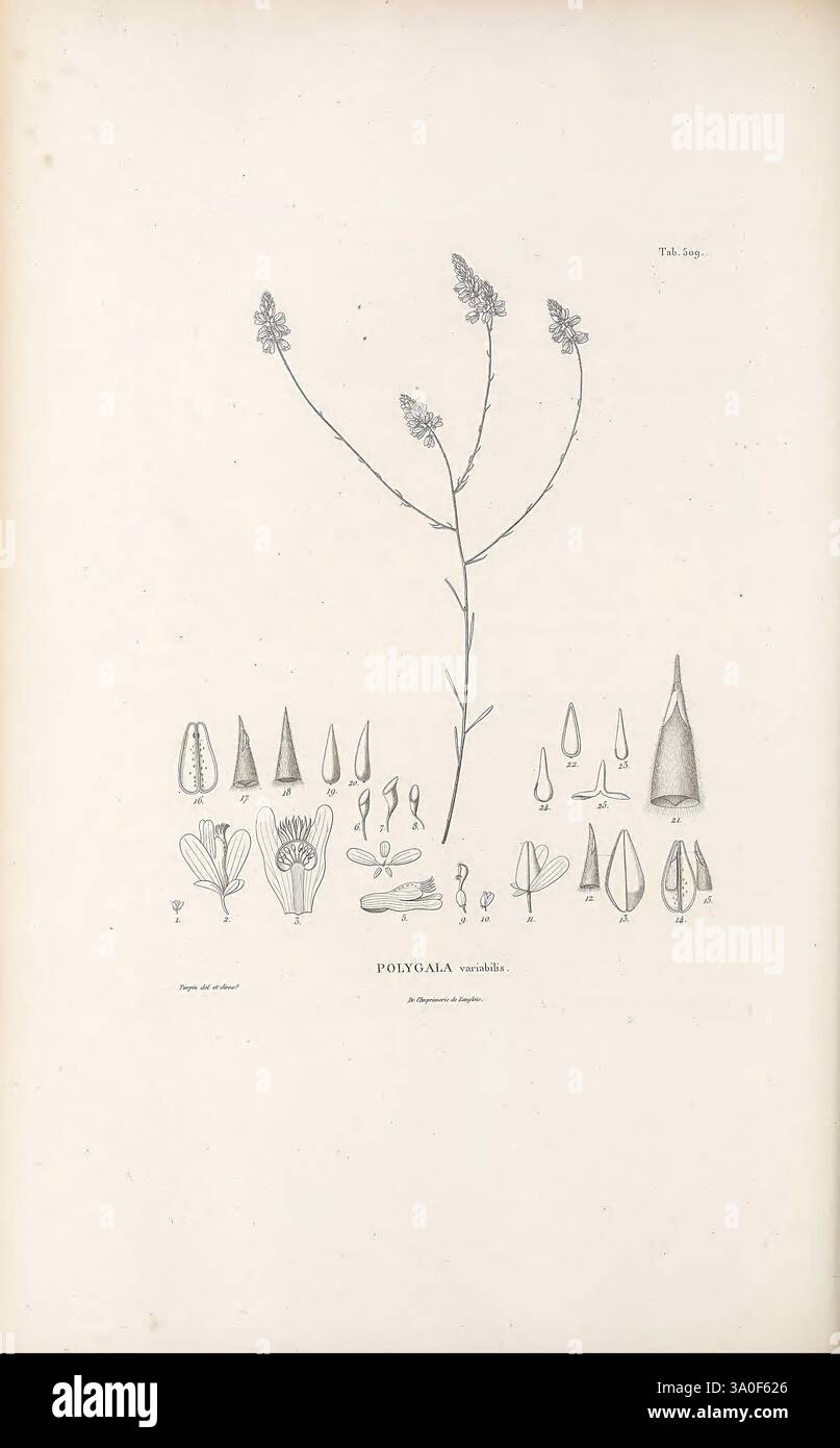 Nova Genera et Species Plantarum, Antverpiae, ex Officina Christophori