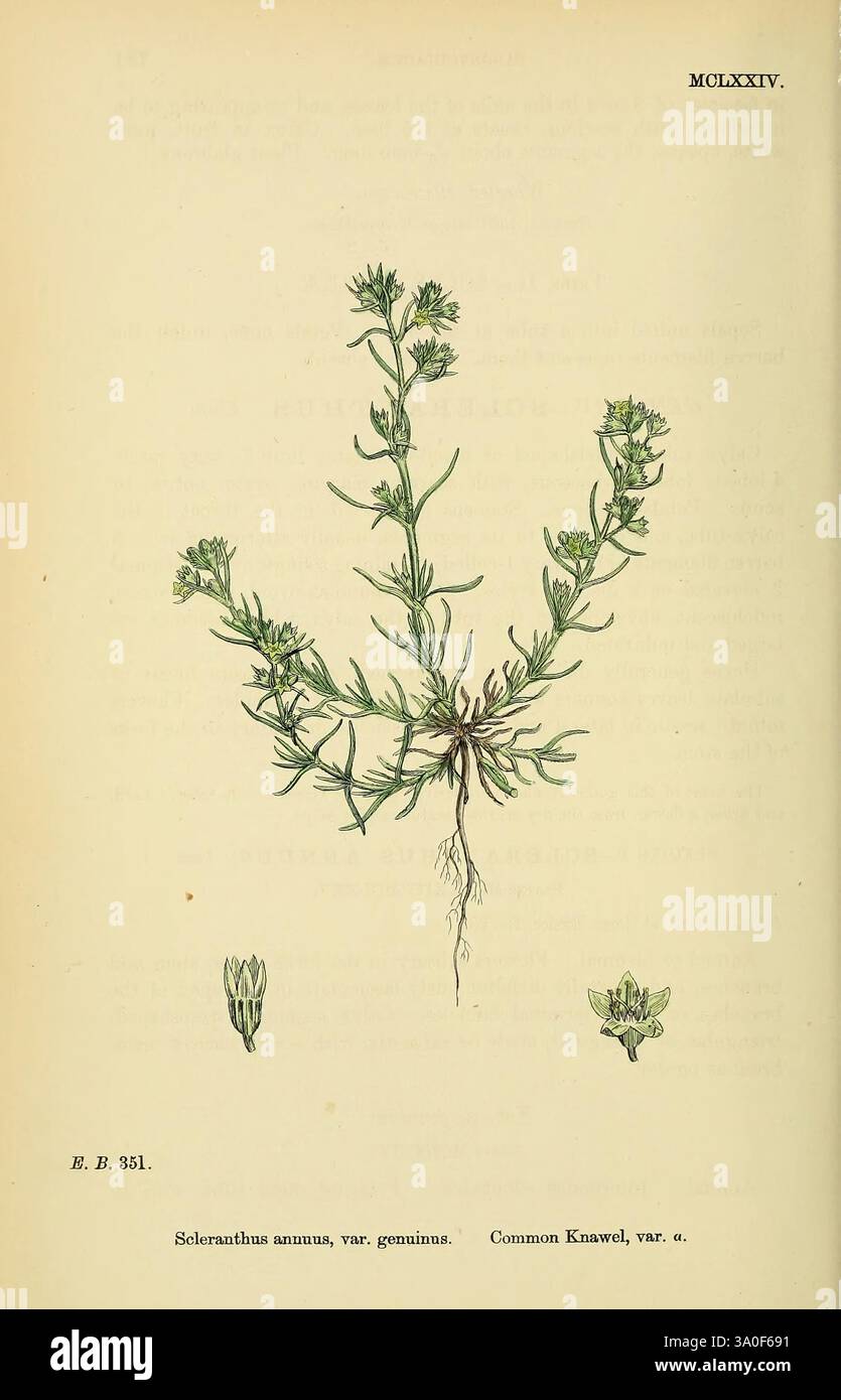 Englische Botanik farbige Figuren British Plants London Hardwicke Great Britain Pictorial Works, dargestellt ist eine botanische Illustration einer Pflanze, die als *Scleranthus annuus*, Varieté genuinus, allgemein bekannt als gewöhnlicher Knawel, identifiziert wurde. Die Abbildung zeigt die gesamte Pflanze mit ihren schlanken Stängeln, kleinen grünen Blättern und gelb-grünen Blüten, die an den Spitzen blühen. Zusätzlich sind Details der Blütenknospen enthalten, die einen Einblick in ihre Fortpflanzungsstrukturen geben. Das Design betont die Feinheiten der Anatomie der Pflanze und unterstreicht das empfindliche Gleichgewicht zwischen ihrem Laub und Stockfoto