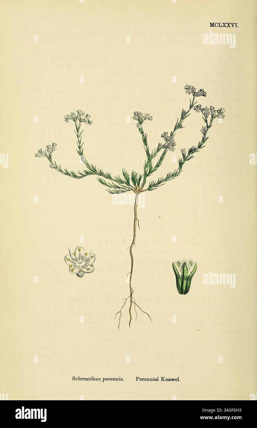 Englische Botanik farbige Figuren britischer Pflanzen London R. Hardwicke 1863-1886 Great Britain Pictorial Works Plants, diese Illustration zeigt die Pflanze Scleranthus perennis, allgemein bekannt als Staudenknawel. Die detaillierte Darstellung zeigt einen schlanken Stiel mit mehreren Ästen, die von kleinen weißen Blüten gekrönt sind. Neben der blühenden Pflanze werden zwei weitere Elemente präsentiert: Eine Nahaufnahme der Struktur der Blüte und eine stilisierte Ansicht des Laubs oder der Blattanordnung der Pflanze, die ihre einzigartigen Eigenschaften unterstreicht. Die Komposition wird durch den botanischen Namen und yea ergänzt Stockfoto