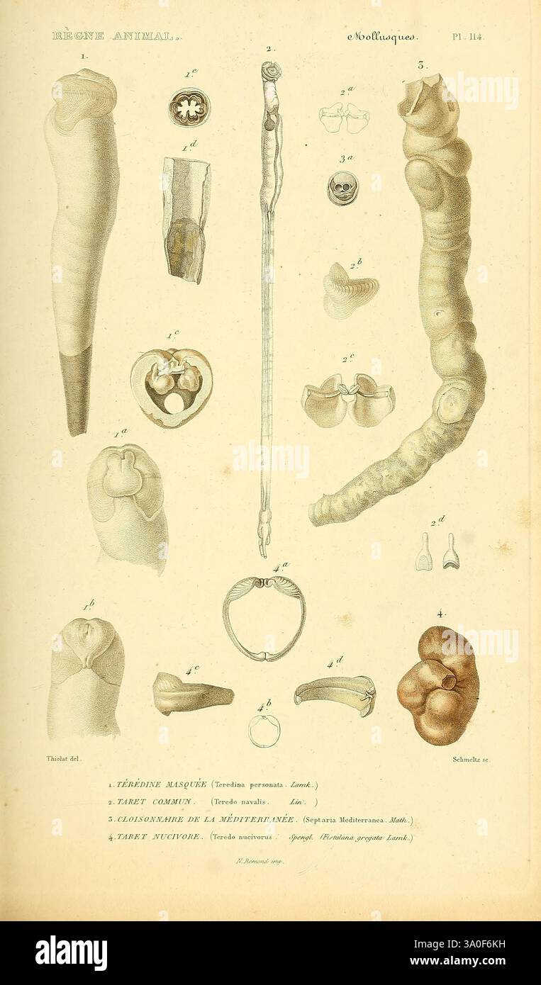 Les Mollusques, Paris, 1836-1845, Klassifizierung, Weichtiere, Bildwerke, Muscheln, Sealife, die Illustration zeigt eine Vielzahl von wirbellosen Meerestieren, einschließlich detaillierter anatomischer Untersuchungen verschiedener Organismen. In der Mitte stellt eine lange, segmentierte Struktur ein Beispiel für einen Meereswurm dar. Um sie herum befinden sich eine Reihe von beschrifteten Diagrammen, die verschiedene anatomische Merkmale und Formen zeigen, wie Schalenstrukturen, Fortpflanzungsteile und andere charakteristische Merkmale dieser Kreaturen. Jedes Exemplar wird akribisch gerendert, wobei die komplizierten Details ihrer Morphie hervorgehoben werden Stockfoto