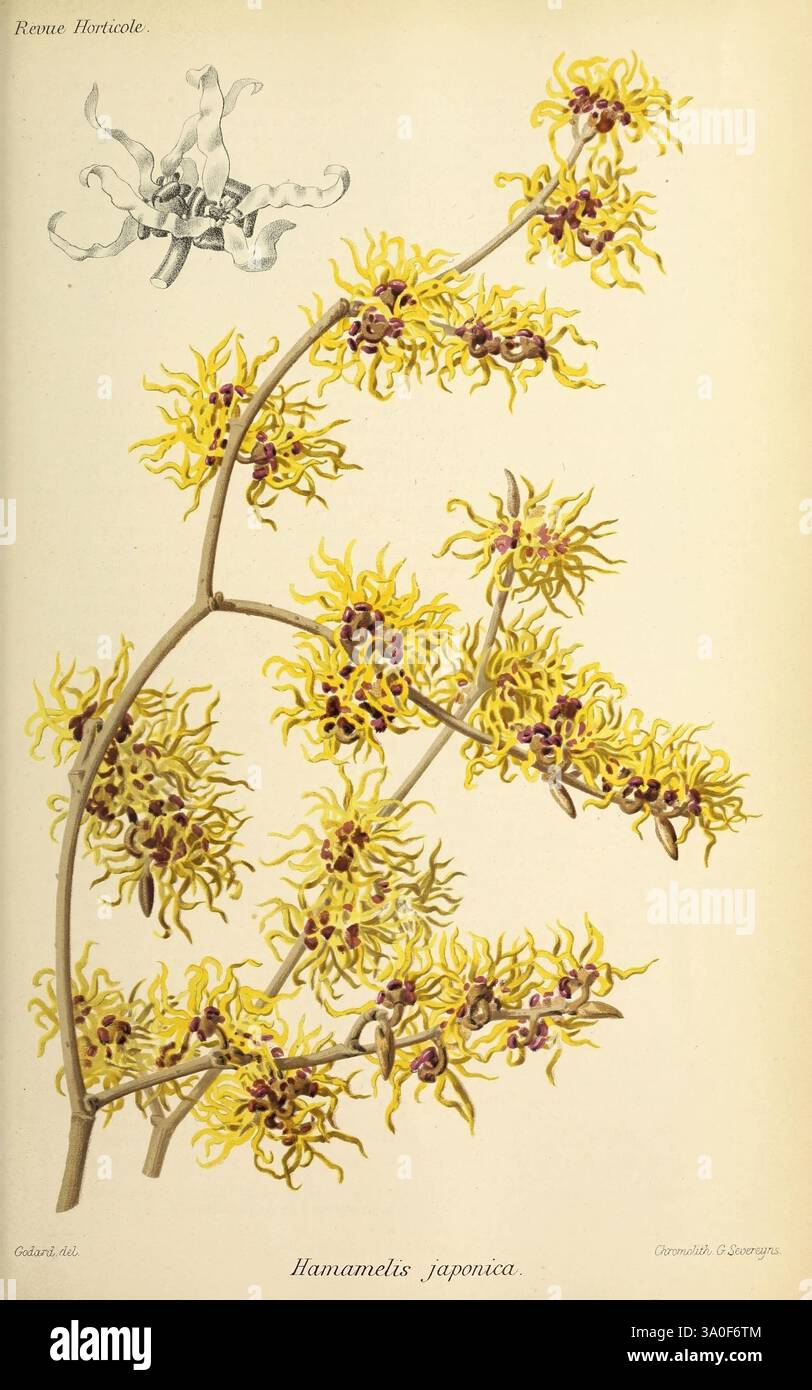 Revue, Horticole, Paris, Librairie, Agricole de la maison rustique, 1829-1974, Frankreich, Gartenbau, Zeitschriften, Taxonomie, Binomial, Hamamelis japonica, Eine botanische Illustration, die die zarten und komplizierten Zweige der Hamamelis japonica, allgemein bekannt als japanische Hexenhamelis japonica, zeigt. Das Kunstwerk hebt die leuchtenden, stacheligen gelben Blüten hervor, die in Clustern auftauchen und ihre einzigartige Form und Textur zeigen. Oberhalb des Hauptzweigs zeigt eine kleinere Darstellung die Struktur der Blüte im Detail und gibt einen genaueren Blick auf ihre ungewöhnliche Blütenblattbildung. Die Gesamtkomposition emphasi Stockfoto Revue, Horticole, Paris, Librairie, Agricole de la maison rustique, 1829-1974, Frankreich, Gartenbau, Zeitschriften, Taxonomie, Binomial, Hamamelis japonica, Eine botanische Illustration, die die zarten und komplizierten Zweige der Hamamelis japonica, allgemein bekannt als japanische Hexenhamelis japonica, zeigt. Das Kunstwerk hebt die leuchtenden, stacheligen gelben Blüten hervor, die in Clustern auftauchen und ihre einzigartige Form und Textur zeigen. Oberhalb des Hauptzweigs zeigt eine kleinere Darstellung die Struktur der Blüte im Detail und gibt einen genaueren Blick auf ihre ungewöhnliche Blütenblattbildung. Die Gesamtkomposition emphasi Stockfoto