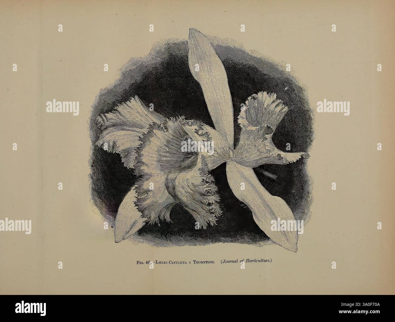 Journal of the Royal Horticultural Society of London, London, gedruckt für die Royal Horticultural Society von Spottiswoode & Co, Botanik, Obstkultur, Gartenbau, Zeitschriften, Gesellschaften tuinbouw, tuinen, tuinieren, die Illustration zeigt eine zarte Orchidee, speziell eine Art von Cattleya, die für ihre komplizierten und gekrümmten Blütenblätter bekannt ist. Die Blüte besticht durch eine beeindruckende Kombination von Texturen und Formen mit langen, elegant geschwungenen Blütenblättern, die eine dramatische visuelle Wirkung erzeugen. Die Mitte der Blüte zeigt ein reichhaltiges, lebendiges Muster, das auf tropische Eleganz hinweist. Um den herum Stockfoto