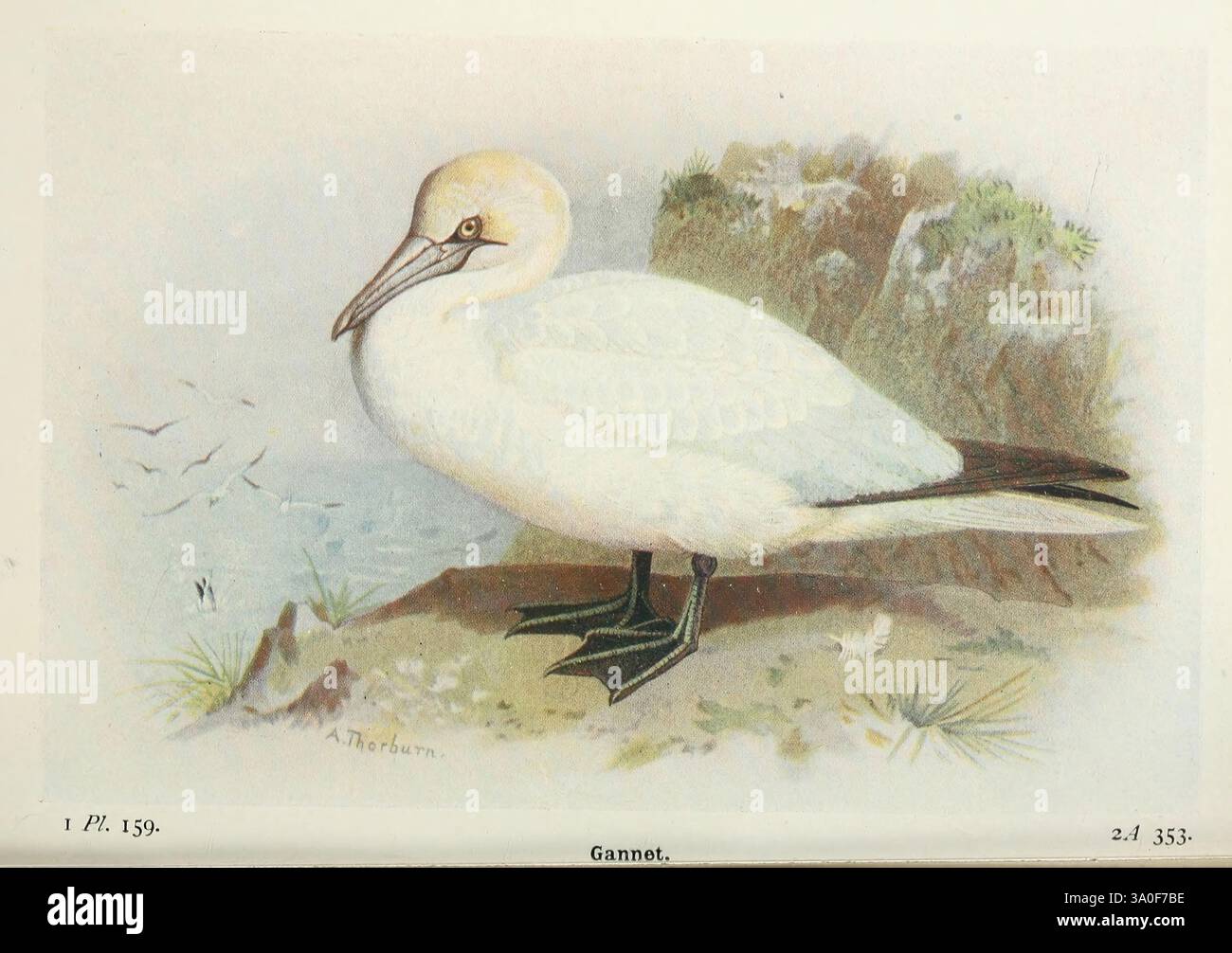 Die Vögel der Britischen Inseln und ihre Eier. London, F. Warne, 1919. Birds, Großbritannien, Morus bassanus, Gannet, Taxonomium: Familie = Sulidae, Taxonomium: königreich = Animalia., Eine wunderschön illustrierte Darstellung eines Tölpels, die seine charakteristischen Merkmale wie einen langen, schlanken Körper, einen scharfen Schnabel und ein markantes Gefieder zeigt. Der Vogel ist elegant mit dem Kopf zur Seite gerichtet, was seinen fokussierten Blick unterstreicht. Der Hintergrund bietet eine natürliche Küstenlandschaft mit subtilen Anklängen von Vegetation und Wasser, die eine idyllische Szene schaffen, die die Verbindung des Tölpels zu seiner maritimen Umgebung unterstreicht Stockfoto