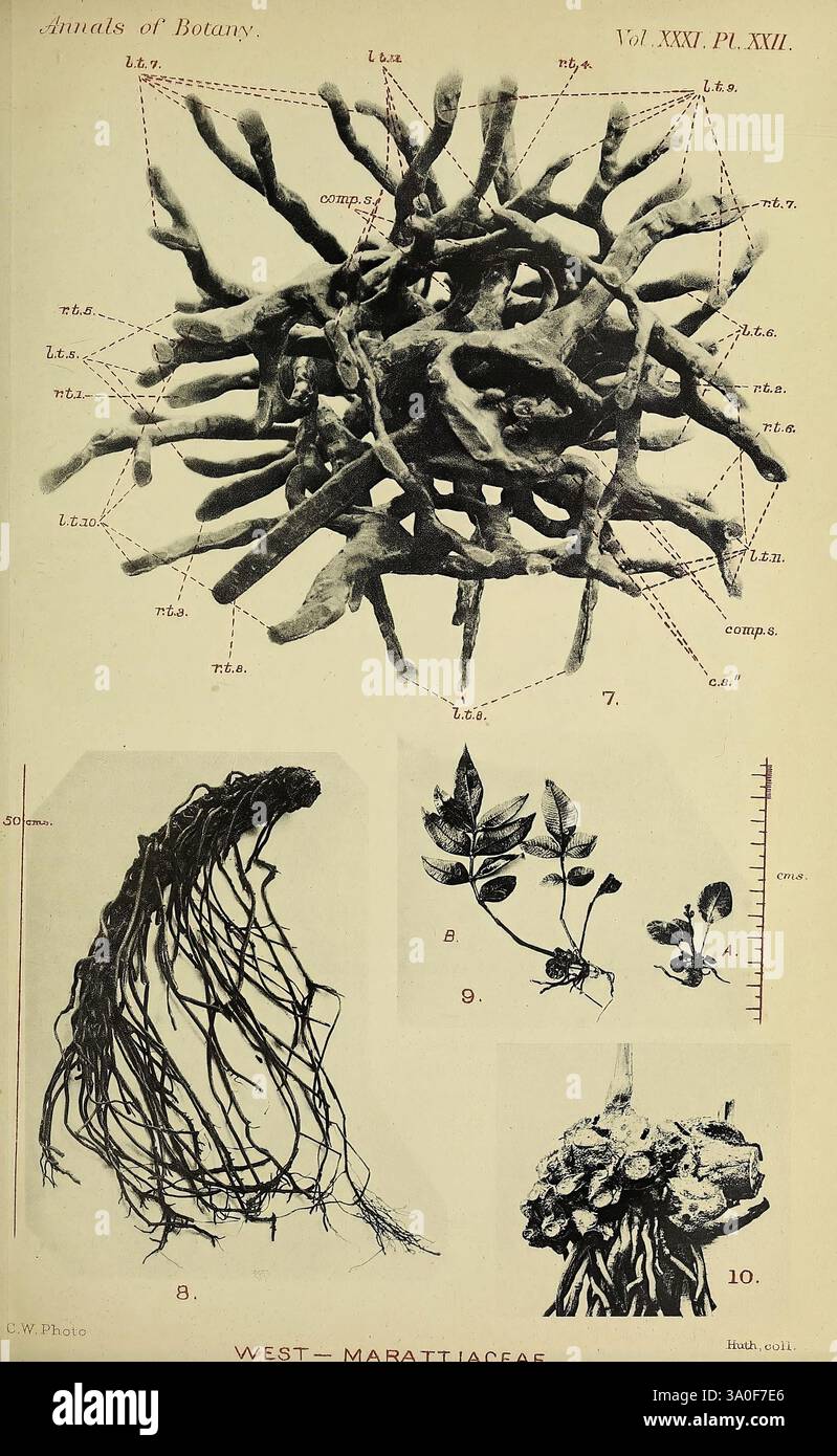 Annalen der Botanik, London, Botanik, Zeitschriften, Pflanzen, diese detaillierte botanische Illustration zeigt die komplexen Strukturen verschiedener Pflanzenkomponenten, darunter ein großes Wurzelsystem in der Mitte, das die Komplexität und Organisation der Wurzeln veranschaulicht. Um die mittlere Abbildung herum zeigen kleinere Diagramme Blätter und andere Anlagenteile, die jeweils mit alphanumerischen Indikatoren beschriftet sind. Das Bild hebt die anatomischen Merkmale von Pflanzen aus der Familie der Marattiaceae hervor und unterstreicht die Vielfalt ihrer Wurzeln und ihres Laubs. Die akribischen Details veranschaulichen das Wichtigste Stockfoto