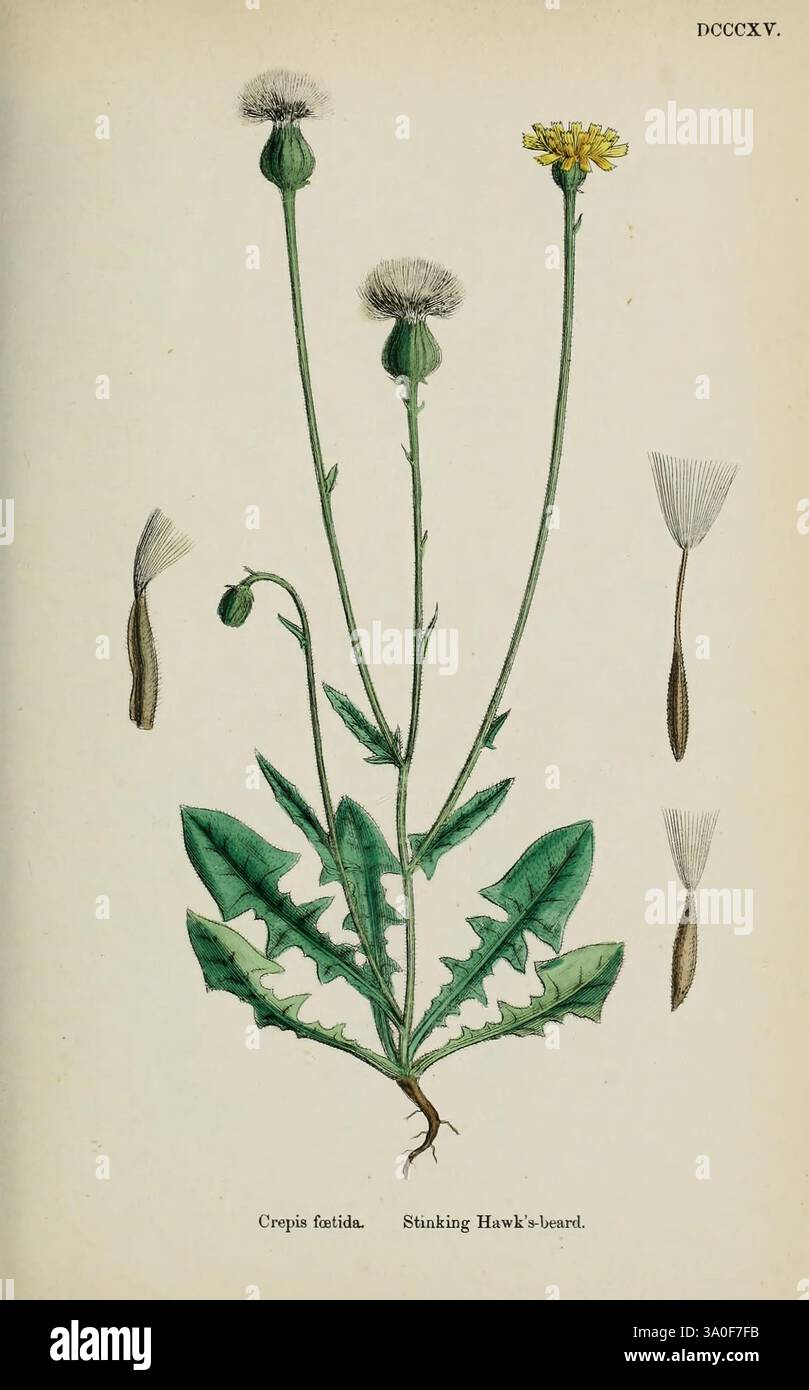 Englische Botanik farbige Figuren British Plants London R. Hardwicke 1863-1886 Great Britain Pictorial Works, Eine botanische Illustration von Crepis foetida, allgemein bekannt als stinkender Hawk's-Bart. Die Pflanze hat schlanke grüne Stiele mit mehreren Blütenköpfen, die an der Spitze Löwenzahn ähneln und leuchtend gelbe Blüten zeigen. Unterhalb der Blüten ragen breite, zerklüftete Blätter aus der Basis hervor, die die einzigartige Morphologie der Pflanze hervorheben. Zur Hauptdarstellung gehören detaillierte Zeichnungen der Samenköpfe und eines einzelnen Samens, die die Fortpflanzungsstrukturen der Pflanze veranschaulichen. Die Abbildung ist akribisch Stockfoto