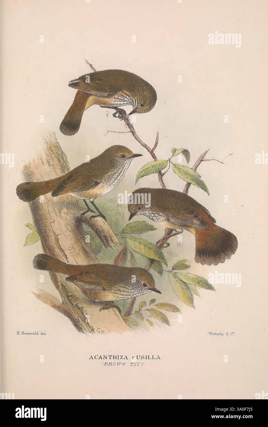 The Birds of Australia, London, Witherby & Co, 1910-1927, Australien, Bibliographie, Vögel, Vögel, Australien, Bildwerke, Bird, Australien, Mathews, Gregory Mathews, Ornithologie, eine detaillierte Abbildung zeigt vier kleine, aufwendig dargestellte Vögel, die auf einem Ast sitzen, umgeben von zartem Laub. Jeder Vogel weist subtile Variationen in Haltung und Winkel auf, die seine besonderen Merkmale wie weiches Gefieder und leichte Farbunterschiede hervorheben. Die Szene ist mit detaillierten botanischen Elementen bereichert, die eine harmonische Verbindung zwischen den Vögeln und ihrem natürlichen Lebensraum schaffen. Die Stockfoto