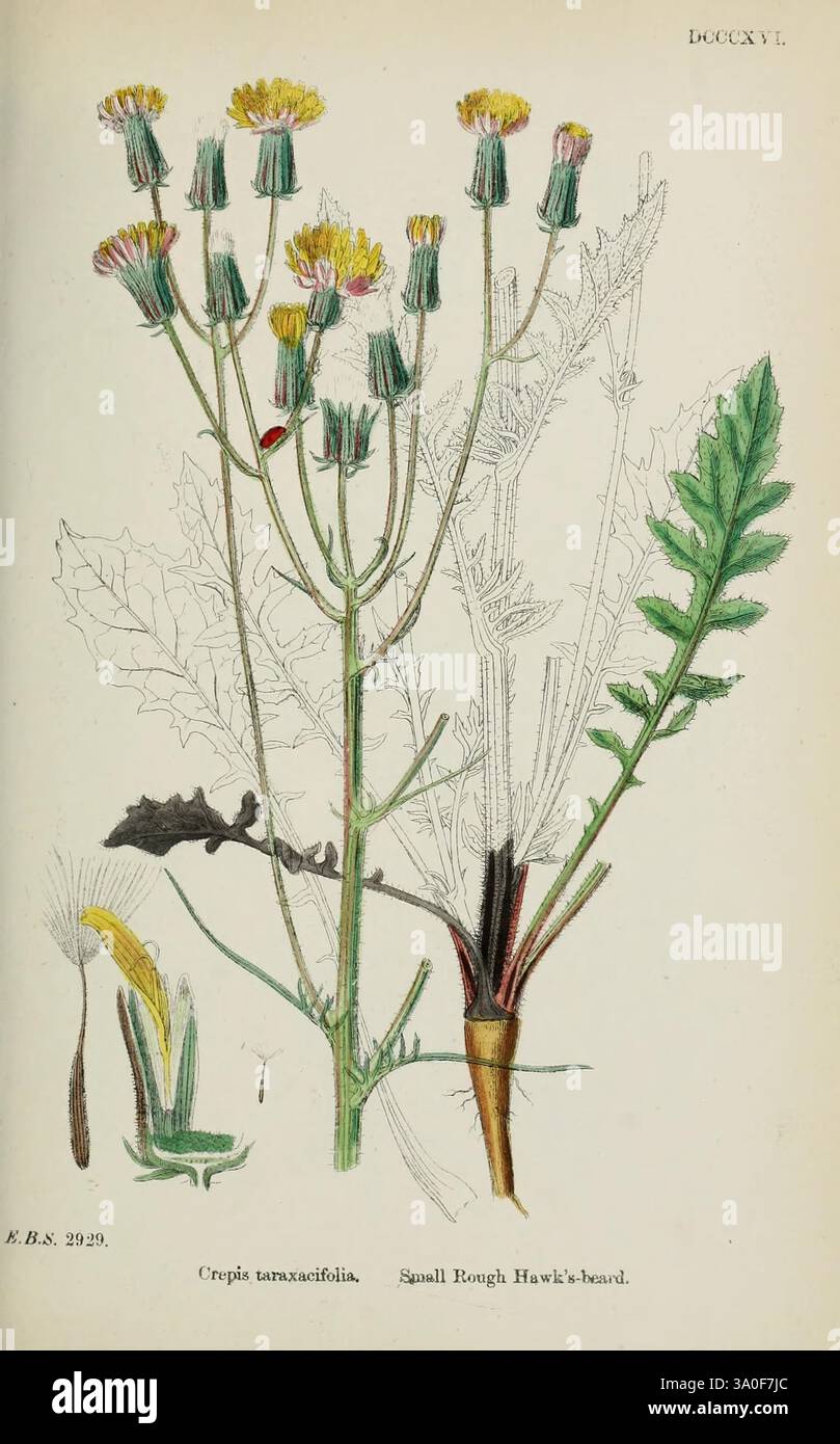 Englische Botanik oder farbige Figuren britischer Pflanzen, London, R. Hardwicke, 1863-1886, Großbritannien, Bildwerke, Pflanzen, eine Illustration mit **Crepis tectorum**, allgemein bekannt als Squall Rough Hawk's Beard. Die detaillierte Darstellung zeigt den schlanken Stamm der Pflanze, der mit gelben Kompositblumen verziert ist, die von dicht gepackten Deckblättern gekennzeichnet sind. Die Blätter an der Basis sind gelappt und haben eine raue Textur, während die Blütenköpfe gestreckt sind und sowohl geöffnete als auch blühende Blüten zeigen. Die Gesamtzusammensetzung hebt die botanischen Merkmale hervor, wobei sorgfältig auf die der Pflanze geachtet wird Stockfoto