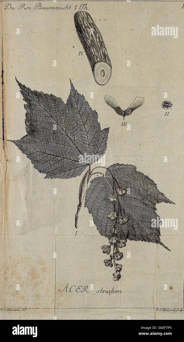 Die Harbkesche wilde Baumzucht theils Nordamerikanischer und anderer fremder, Braunschweig, im Verlage de Fürstl. Waisenhaus-Buchhandlung, 1771-1772, Deutschland, Magdeburg, Werke, Sträucher, Bäume, Holzpflanzen. die Abbildung zeigt eine botanische Studie einer Art innerhalb der Acer-Gattung und zeigt mehrere Schlüsselmerkmale. In der Mitte dominieren große, detailreiche Blätter die Komposition, mit ausgeprägter Aderung und einer robusten Textur. Die Blätter werden von kleinen Kernen oder Früchten begleitet, die in einer hängenden Form dargestellt sind und die Fortpflanzungsstrukturen der Pflanze anzeigen. Über dem l Stockfoto