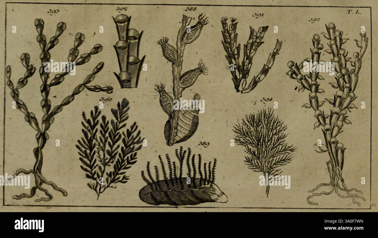 Unterhaltungen aus der Naturgeschichte, Augsburg, Schlosser, 1834, Weichtiere, eine komplexe Auswahl an botanischen Illustrationen zeigt verschiedene Algen und Wasserpflanzen, die ihre einzigartigen Formen und Texturen zeigen. Jede Probe ist nummeriert und beschriftet, was einen wissenschaftlichen Kontext für ihre Identifizierung darstellt. Die Abbildungen zeigen eine Vielzahl von Formen, von filigranen, gefiederten Fronten bis hin zu robusteren, gelappten Strukturen. Die Liebe zum Detail spiegelt die Komplexität jedes Organismus wider, was sowohl ihre ökologische Bedeutung als auch ihre Schönheit in der Meeresumwelt andeutet. Stockfoto