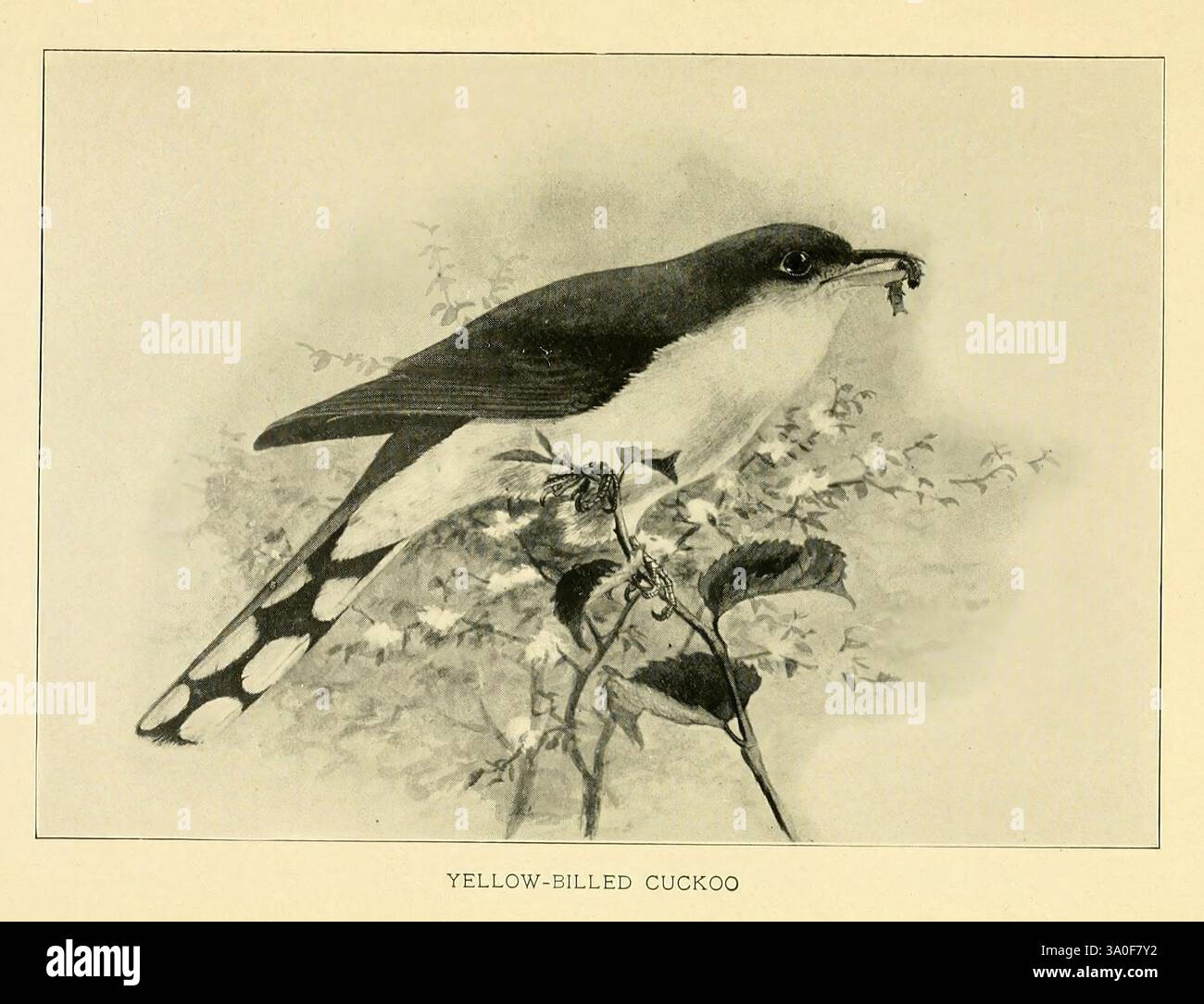 Grey Lady and the Birds, New York, The Macmillan Company, 1907, Birds, Neuengland, Kuckuck, Jugendliteratur, Coccyzus americanus, Gelbschnabelkuckuck, eine detaillierte Abbildung eines Gelbschnabelkuckucks, dargestellt im Profil, wie er anmutig auf einem Ast thront. Der Vogel wird mit seinem charakteristischen langen Schwanz, auffälligen Mustern und einem schlanken Körper gezeigt. In seinem Schnabel hält er ein kleines Insekt und zeigt seine Rolle als geschickter Jäger. Der Hintergrund ist mit weichem Laub versehen, was die natürliche Umgebung unterstreicht, während die Gesamtkomposition die Eleganz und Schönheit dieser Vogelart betont. Der Titel Stockfoto