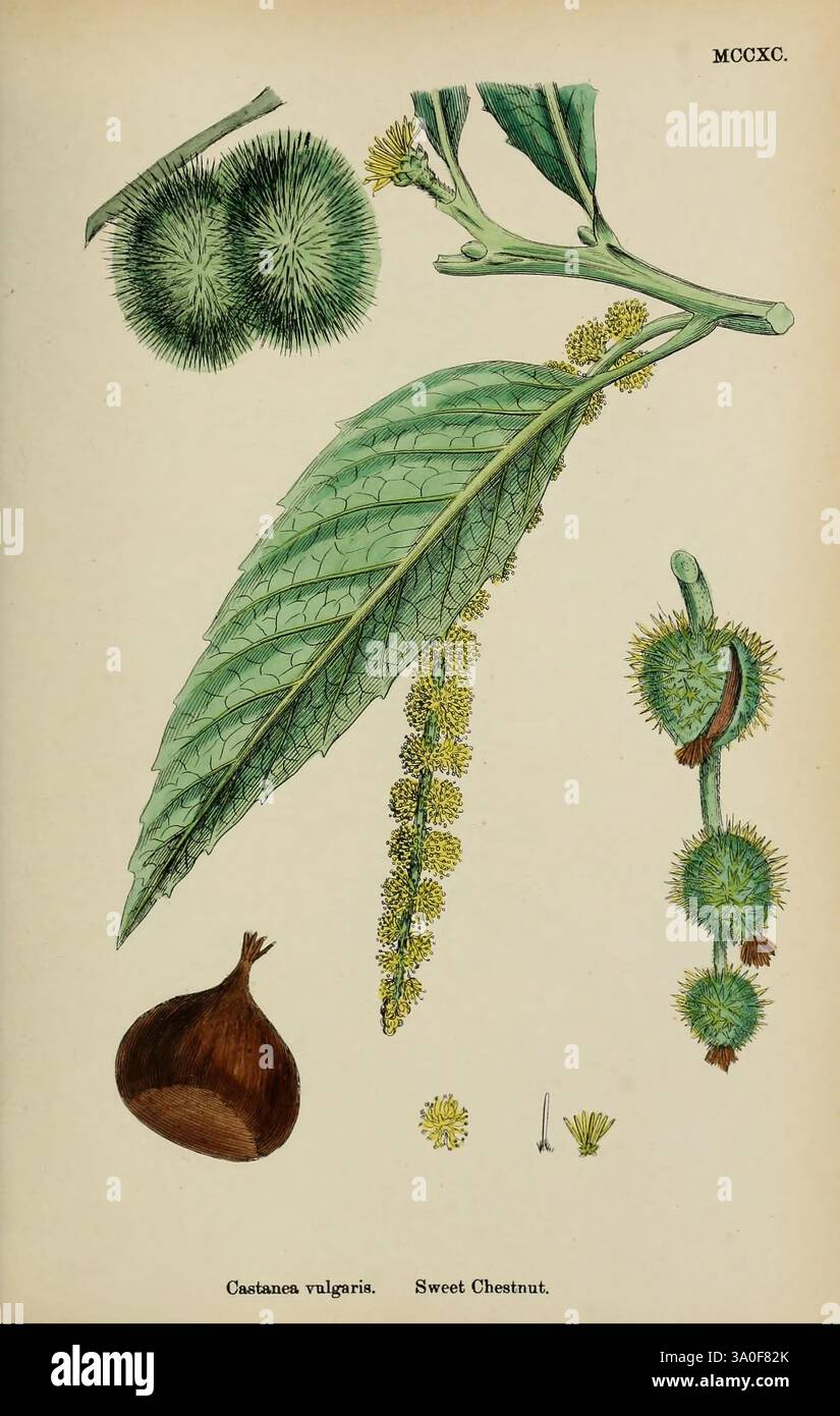 Englische, botanische oder farbige Figuren britischer Pflanzen London, R. Hardwicke, 1863-1886 Großbritannien, Bildwerke, Pflanzen, die Abbildung zeigt verschiedene Komponenten des Kastanienbaums *Castanea vulgaris*. Oben sind Gruppen von spitzen grünen Schalen abgebildet, die die Kastanien enthalten. Nach unten bewegt sich eine detaillierte Darstellung der langen grünen Blätter, die sich durch ihre gezackten Kanten auszeichnen, neben einem Blütenstachel, der die Fortpflanzungsphase des Baumes anzeigt. Darunter ist eine einzelne, polierte Kastanie abgebildet, die ihren satten Braunton und die abgerundete Form zeigt. Th Stockfoto