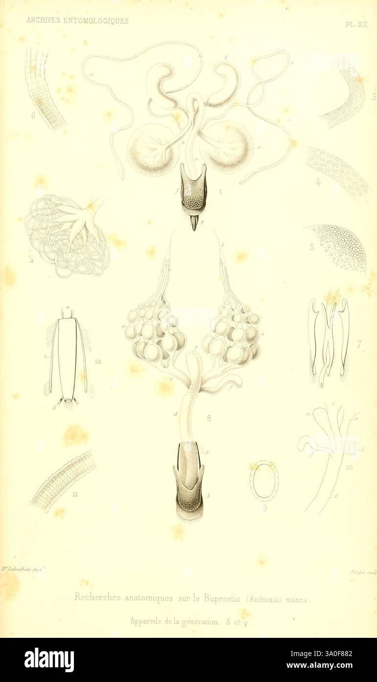 Eine komplizierte wissenschaftliche Illustration, die verschiedene anatomische Merkmale der Bugonia-Arten, die zur Gattung Anthanassia gehören, zeigt. Das Kunstwerk ist akribisch detailliert und zeigt mehrere markierte Strukturen, darunter Fortpflanzungsorgane, Antennen und sensorische Anhängsel. Jede Komponente wird sorgfältig und präzise gerendert, was die Komplexität der Insektenanatomie unterstreicht. Die Zusammensetzung ist in verschiedene Abschnitte unterteilt und bietet eine klare und informative Referenz für entomologische Studien, die die bemerkenswerte Vielfalt und Komplexität der Insektenmorphologie unterstreicht. Stockfoto