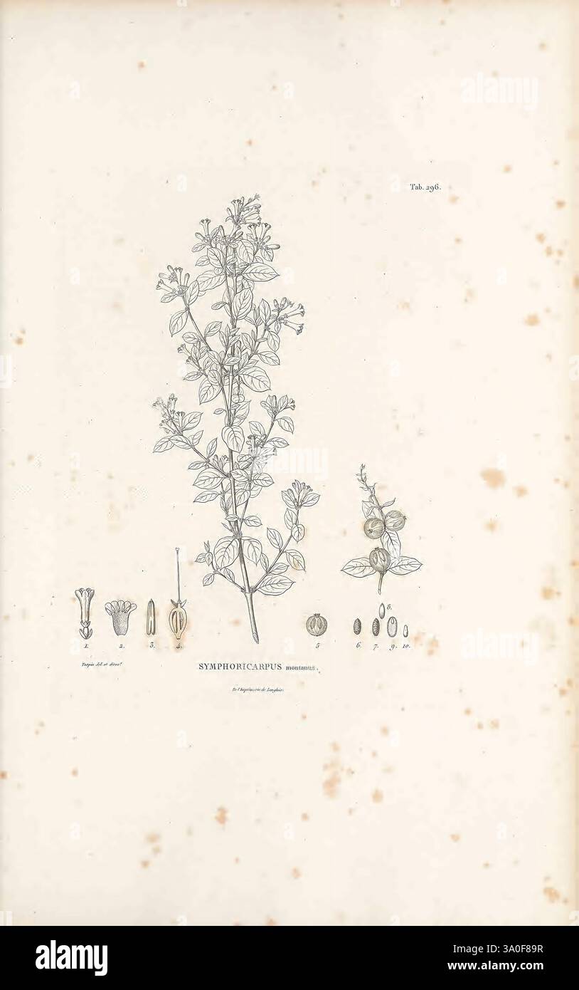 Nova genera et species plantarum, Antverpiae, ex officina Christophori ...