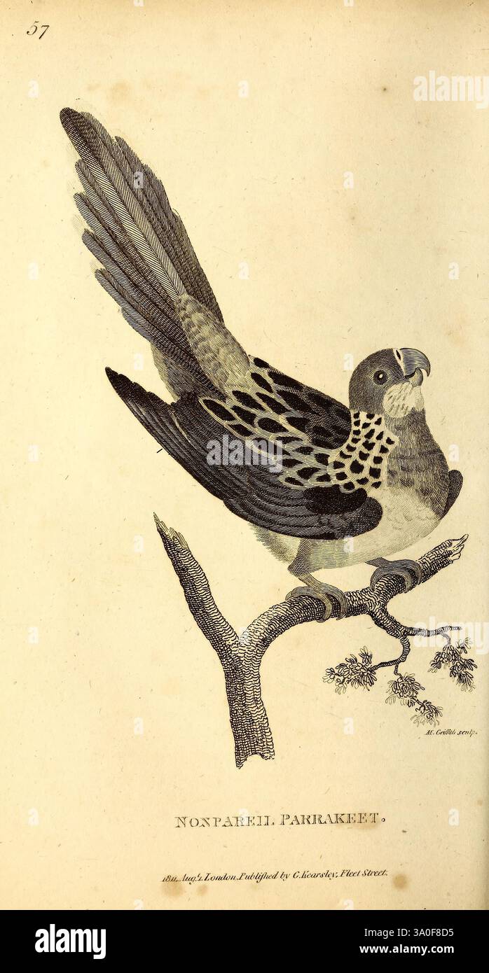 Allgemeine Zoologie oder systematische Naturgeschichte London, gedruckt für G. Kearsley, 1800–1826. Bildwerke Zoology Bird, Ein wunderschön illustrierter, nicht-pareil-Sittich, der anmutig auf einem Zweig thront. Der Vogel verfügt über ausgeklügelte Federmuster und -Texturen, die einen auffälligen Kontrast zwischen dunklen Markierungen und helleren Bereichen darstellen. Die Schwanzfedern sind elegant gestreckt und hinter ihr aufgefächert, während ihre scharfen Augen auf Wachheit hinweisen. Der umliegende Zweig ist mit zarten Blättern geschmückt, was die natürliche Umgebung unterstreicht. Unter der Abbildung ist der Titel „Non Pareil, Parrakeet“ mit der Inschrift „Ind Stockfoto