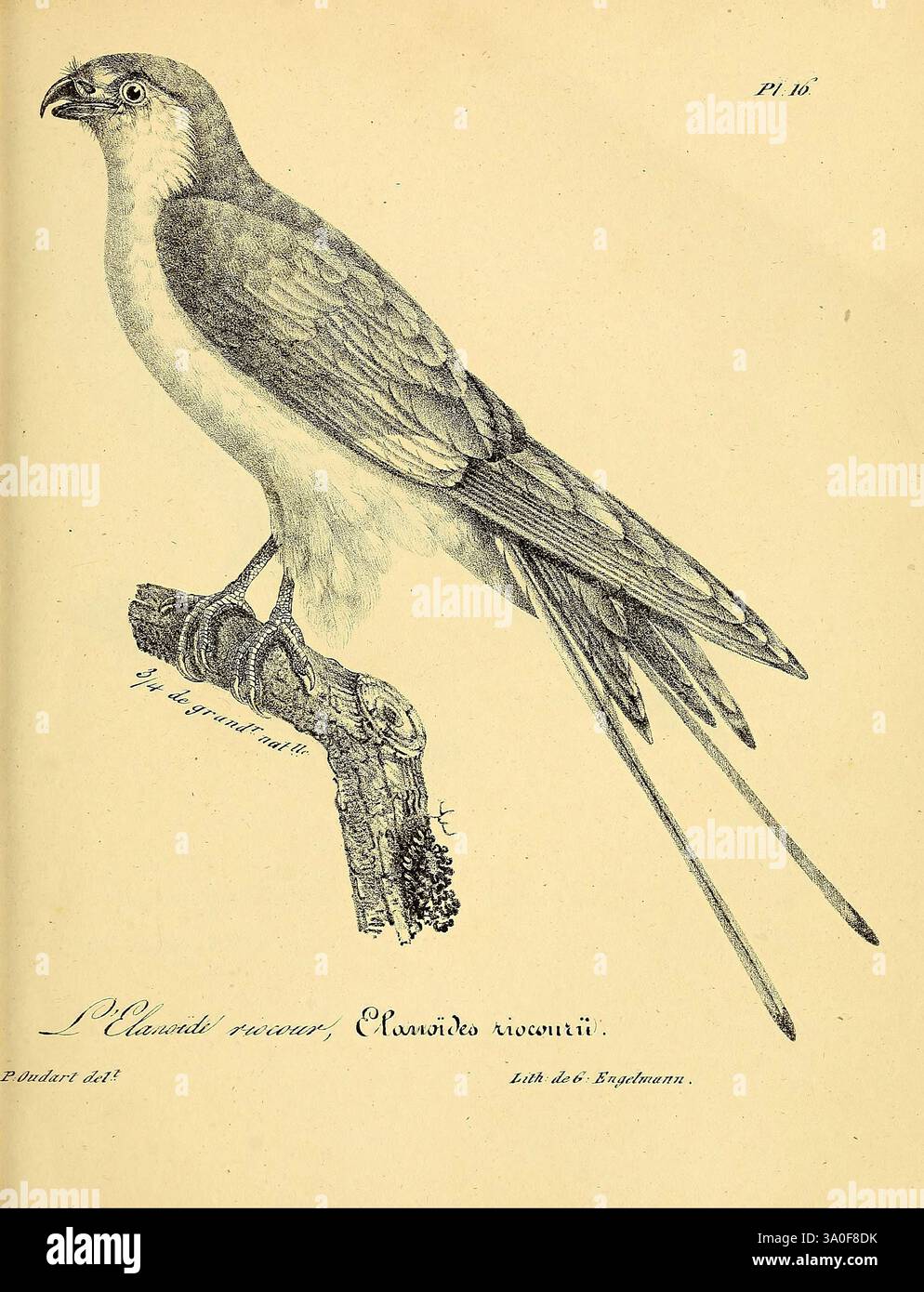 La galerie des oiseaux, Paris, Carpentier-Méricourt, 1834, Vögel, malerische Werke, Eine akribisch illustrierte Darstellung eines Vogels auf einem Ast, die komplizierte Linienarbeiten und Details zeigt. Der Vogel, der sich durch seine langen Schwanzfedern und seinen schlanken Körper auszeichnet, wird mit einem Schwerpunkt auf der Textur und dem Muster seiner Federn dargestellt. Unterhalb der Abbildung befindet sich der lateinische Name „P. Plaguis raucens, Clanisides niocentii“, was auf eine Klassifizierung innerhalb der Vogeltaxonomie hindeutet. Die elegante Pose und die aufmerksame Haltung des Vogels erwecken ein Gefühl natürlicher Schönheit und Anmut und betonen seine Besonderheiten Stockfoto