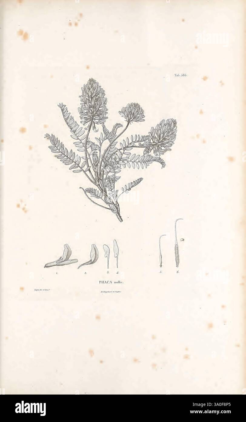 Nova genera et species plantarum, Antverpiae, ex officina Christophori Plantini, 1576, Botanik, Klassifizierung, Bildwerke, Pflanzen, wissenschaftliche Expeditionen, Südamerika, die Illustration zeigt eine detaillierte botanische Studie einer Pflanze, die ihre verschiedenen Bestandteile detailliert beschreibt. Der mittlere Teil zeigt einen kunstvoll gezeichneten Blattstiel, der mit zarten, gefiederten Blättern und kleinen Blüten an der Spitze verziert ist. Um diesen Schwerpunkt herum befinden sich zusätzliche Skizzen, die Teile der Blüte und die Fortpflanzungsstrukturen der Pflanze darstellen, die für Bildungszwecke gekennzeichnet und positioniert sind. Das Carefu Stockfoto