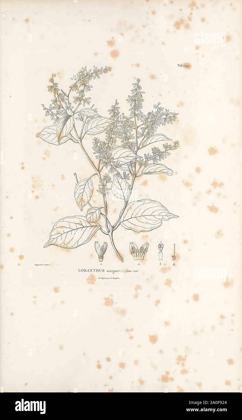 Nova genera et species plantarum, Antverpiae, ex officina Christophori Plantini, 1576, Botanik, Klassifizierung, Bildwerke, Pflanzen, wissenschaftliche Expeditionen, Südamerika, die Illustration zeigt die Lobostemon-Spezies und zeigt eine zarte Pflanze mit schlanken, langgestreckten Blättern. Der zentrale Stiel trägt Gruppen winziger, sternähnlicher Blüten, die detailreich sind und ihre einzigartige Struktur hervorheben. Die Hauptabbildung wird durch kleinere Darstellungen der Pflanzenteile flankiert, darunter Blüten und eine stilisierte Darstellung der Blumenanatomie. Die gesamte Komposition wird durch verbessert Stockfoto