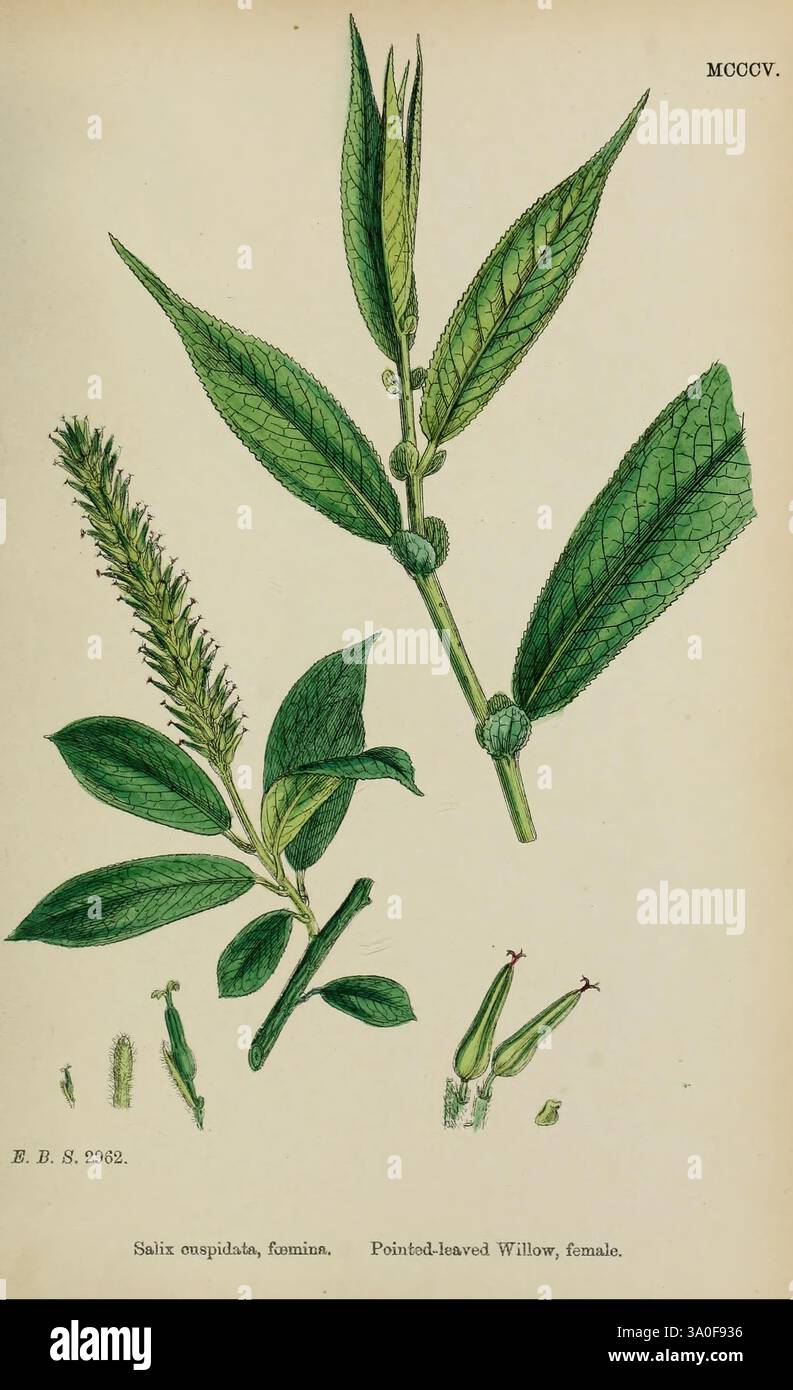 English Botany Coloured Figures British Plants London R. Hardwicke 1863-1886 Great Britain Pictorial Works Plants zeigt die spitzblättrige Weide, wissenschaftlich identifiziert als Salix cuspidata, weibliche Sorte. Die Komposition zeigt detaillierte Darstellungen der Blätter, die ihre langen, gezackten Kanten und ihre markante Verehrung zeigen. Zusätzlich gibt es Illustrationen der Blumenkätzchen, die schlank und gestreckt sind und aus den Ästen herausragen. Das Gesamtlayout betont die botanischen Eigenschaften der Pflanze und hebt sowohl das Laub als auch die Fortpflanzung hervor Stockfoto