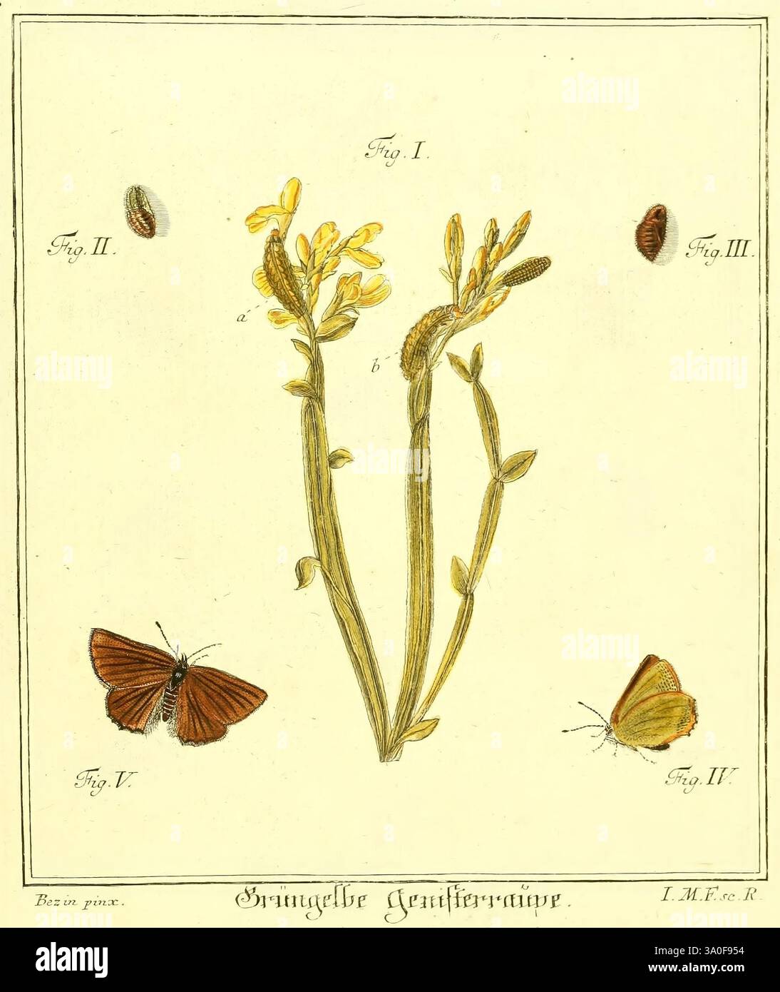 D. Jacob Christian Schäffers, Abhandlungen von Insecten, Regensburg, Verlegts Johann Leopold Montag, 1764-1779, Insekten, Parasiten, die Illustration zeigt empfindliche botanische und entomologische Studien. In der Mitte steht eine schlanke Pflanze mit gelben Blüten und markanten grünen Blättern hoch, die als Hauptthema identifiziert wurde. Um die Pflanze herum befinden sich vier verschiedene Falter und Schmetterlinge, von denen jeder aufwändig detailliert und mit den Zahlen I bis IV beschriftet ist. Die dargestellten Arten zeigen eine Vielzahl von Flügelmustern und -Farben, die die Vielfalt der Insektenwelt hervorheben. Die Komposition betont Stockfoto