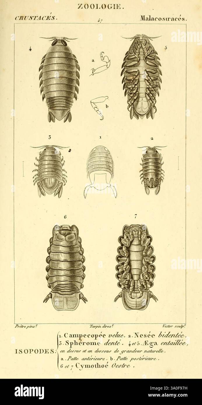 Überlegungen Generäle über die Klasse der Krebstiere, Paris, F.G. Levrault, 1825, Frankreich, Krustentiere, Zoologie., die Illustration zeigt eine detaillierte zoologische Untersuchung von Krebstieren, die sich speziell auf verschiedene Arten innerhalb der Ordnung Malacostraca konzentriert. Es zeigt mehrere Ansichten von Isopoden, einschließlich anatomischer Details wie der dorsalen und lateralen Perspektive, und hebt die segmentierte Körperstruktur, Antennen und Beine hervor. Jede Figur ist akribisch beschriftet, was Einblicke in die Klassifizierung und morphologischen Merkmale dieser faszinierenden Meeresbewohner gibt. Das Arrangement EM Stockfoto