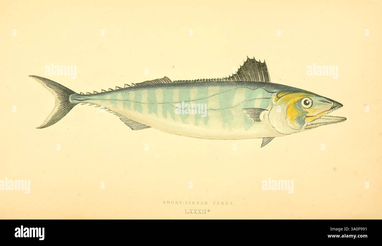 Eine Geschichte der Fische der Britischen Inseln, 1862-65, Großbritannien, Fische, Sandsarda, eine wunderschön illustrierte Darstellung einer Makrele, die ihren langgestreckten Körper und ihre charakteristische Rückenflosse zeigt. Der Fisch hat eine schimmernde blau-grüne Färbung auf dem Rücken, die zu einem helleren, silbrigen Farbton auf der Unterseite übergeht. Markante, dunkle Streifen verlaufen seitlich über den Körper und verstärken das schlanke Aussehen. Die detailreiche Darstellung erfasst das große Auge und den offenen Mund des Fisches, was auf seine räuberische Natur hinweist. Dieses Kunstwerk hebt die komplexen Merkmale der Meereslebewesen hervor und trägt zum Appreci bei Stockfoto Eine Geschichte der Fische der Britischen Inseln, 1862-65, Großbritannien, Fische, Sandsarda, eine wunderschön illustrierte Darstellung einer Makrele, die ihren langgestreckten Körper und ihre charakteristische Rückenflosse zeigt. Der Fisch hat eine schimmernde blau-grüne Färbung auf dem Rücken, die zu einem helleren, silbrigen Farbton auf der Unterseite übergeht. Markante, dunkle Streifen verlaufen seitlich über den Körper und verstärken das schlanke Aussehen. Die detailreiche Darstellung erfasst das große Auge und den offenen Mund des Fisches, was auf seine räuberische Natur hinweist. Dieses Kunstwerk hebt die komplexen Merkmale der Meereslebewesen hervor und trägt zum Appreci bei Stockfoto