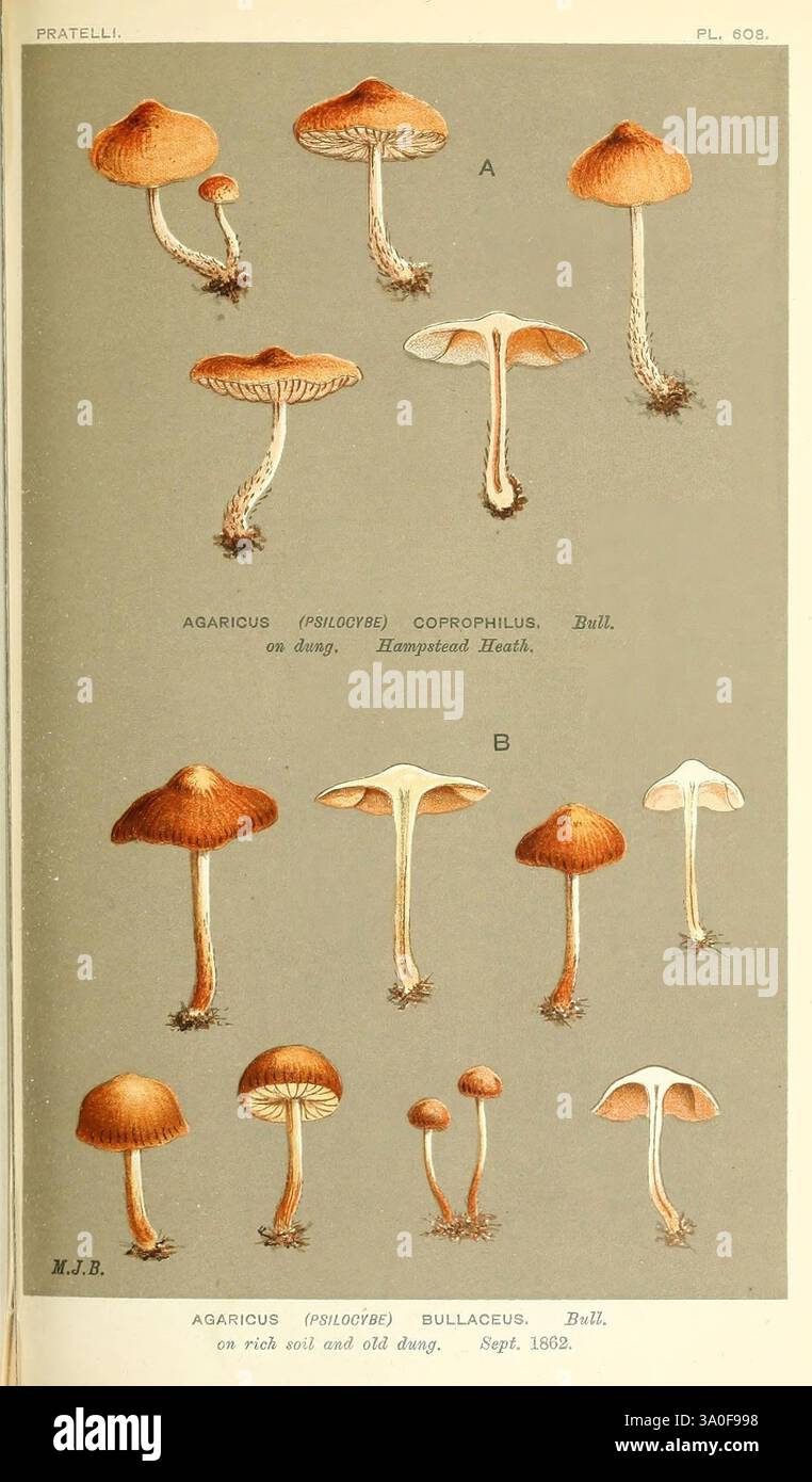 Illustrationen britischer Pilze (Hymenomycetes), die als atlas zum „Handbuch britischer Pilze“ dienen. London, 1881–91, Pilze, Großbritannien., Eine Sammlung von Illustrationen, die verschiedene Pilzarten der Gattung Agaricus darstellen. Jeder Pilz ist mit einem Buchstaben gekennzeichnet, wobei der erste Satz Agaricus (Phyllotrephus) coprophilus und der zweite Satz Agaricus (Phyllotrephus) bulliacus darstellt. Die Illustrationen heben verschiedene Merkmale hervor, wie Kappenformen, Kiemen und Stammstrukturen, zusammen mit Hinweisen auf deren Lebensräume und betonen Details wie Farbe Stockfoto