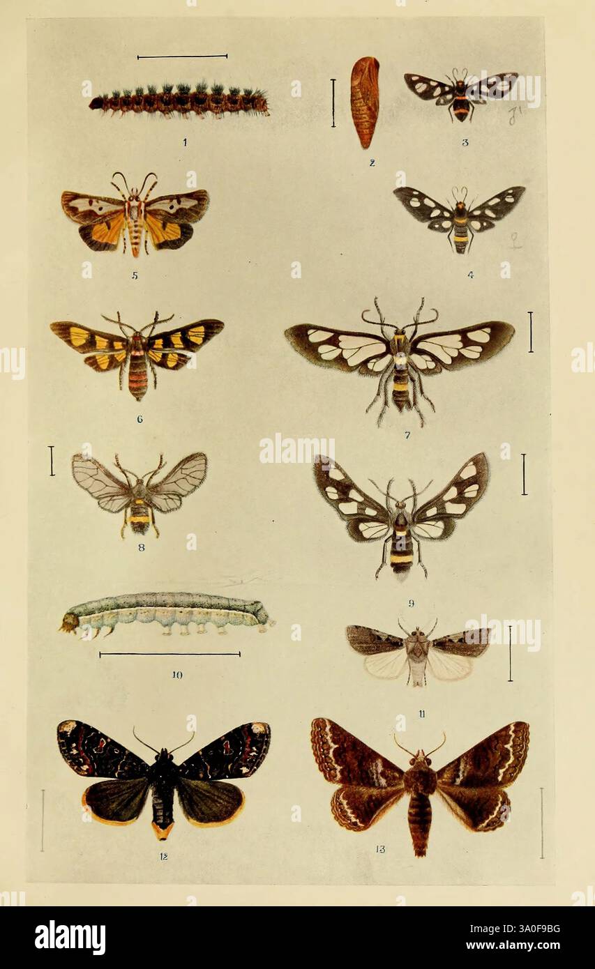 Indian Inseect Life Calcutta, Thacker, Spink & Co, W. Thacker & Co, 2 Creed Lane, London, 1909, Indien, Insekten, Arthropoden, Bildertuchbindungen, RBBin, Arthropoden, Eine detaillierte lehrreiche Illustration, die eine Vielzahl von Insekten zeigt, insbesondere Motten und Raupen. Die Zusammensetzung besteht aus zwölf verschiedenen Exemplaren, die als Referenz nummeriert sind. Oben ist eine raupe abgebildet, gefolgt von verschiedenen Motten, die durch ihre komplizierten Muster und Farben gekennzeichnet sind. Jede Motte zeigt einzigartige Flügeldesigns, die eine Reihe von Farben zeigen, von leuchtenden Gelben und Orangen bis hin zu dezenteren br Stockfoto