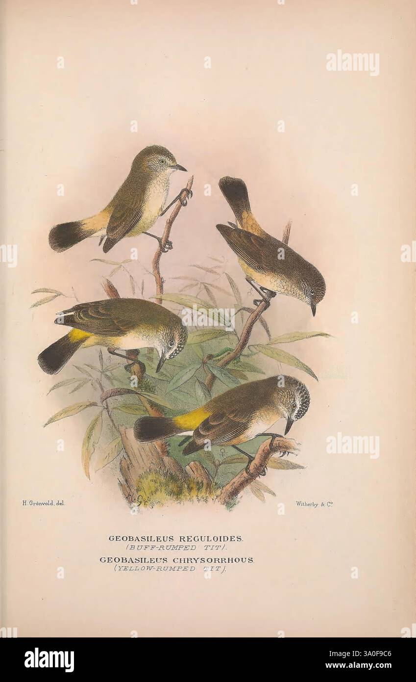 The Birds of Australia London, Witherby & Co, 1910-1927 Australia Bibliography Birds Australia Pictorial Works Bird Australia Mathews, Gregory Ornithology, dieses Kunstwerk zeigt mehrere Illustrationen einer Vogelart, die verschiedene Positionen und Winkel zeigt. Die Vögel zeigen ein markantes Gefieder mit einer Mischung von Farben, hauptsächlich mit Erdtönen, die mit leuchtenden Gelbtönen auf der Unterseite kontrastiert werden. Sie sind auf schlanken Ästen inmitten von zartem Laub dargestellt, was der Komposition ein Gefühl von natürlichem Lebensraum verleiht. Jede Illustration zeigt die einzigartigen Merkmale des Vogels, h Stockfoto