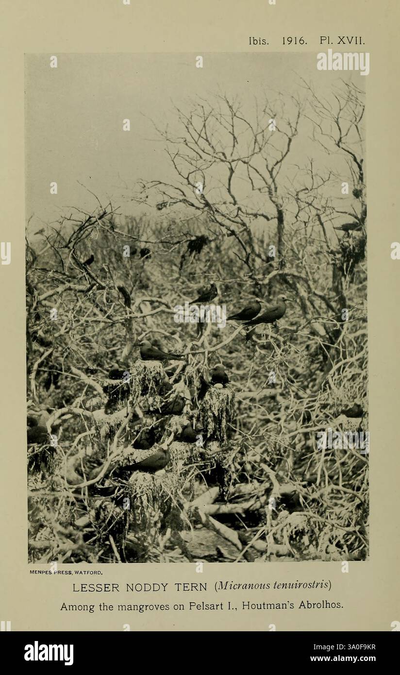 Ibis, London, veröffentlicht für die British Ornithologists' Union von Academic Press, Birds, Ornithology, Periodika, bewohnenden Mangroven auf Pelsart Island, wird die kleine Noddy-Tern (Micronesia tenuirostris) dargestellt, die zwischen den verdrehten Zweigen und dem kargen Laub ruhen. Dieser Seevögel, der sich durch seine schlanke Form und sein elegantes Aussehen auszeichnet, fügt sich harmonisch in seinen Lebensraum an der Küste ein. Die umliegende Landschaft zeigt das empfindliche Ökosystem der Insel und unterstreicht die komplizierte Beziehung zwischen der Art und ihrer Umgebung. Das Bild fängt einen Moment der Ruhe in diesem Leben ein Stockfoto Ibis, London, veröffentlicht für die British Ornithologists' Union von Academic Press, Birds, Ornithology, Periodika, bewohnenden Mangroven auf Pelsart Island, wird die kleine Noddy-Tern (Micronesia tenuirostris) dargestellt, die zwischen den verdrehten Zweigen und dem kargen Laub ruhen. Dieser Seevögel, der sich durch seine schlanke Form und sein elegantes Aussehen auszeichnet, fügt sich harmonisch in seinen Lebensraum an der Küste ein. Die umliegende Landschaft zeigt das empfindliche Ökosystem der Insel und unterstreicht die komplizierte Beziehung zwischen der Art und ihrer Umgebung. Das Bild fängt einen Moment der Ruhe in diesem Leben ein Stockfoto