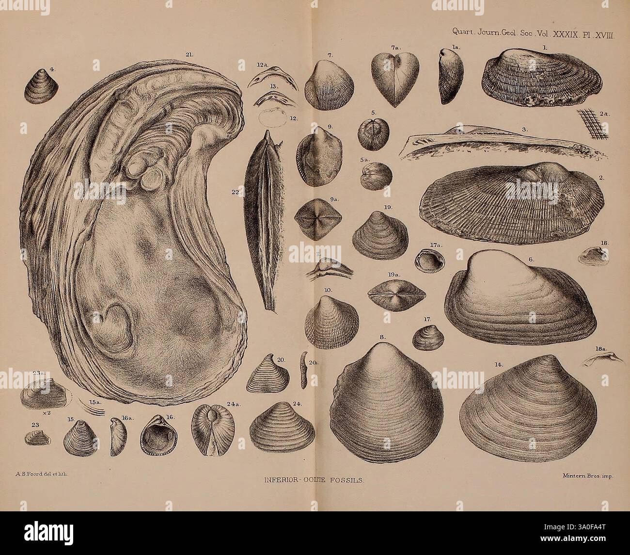 The Quarterly Journal of the Geological Society of London, v. 39 (1883), London, Geologie, Periodika, diese Abbildung zeigt eine detaillierte Sammlung verschiedener Muscheltypen, die eine Reihe von Muscheln zeigen. Auf der linken Seite wird die innere Struktur einer Auster sowie andere Arten hervorgehoben, die in verschiedenen Richtungen und Größen dargestellt sind. Jede Probe wird mit klaren Etiketten versehen, die eindeutige Referenznummern zur Identifizierung enthalten. Die Anordnung betont die Vielfalt der Schalenformen und -Größen, von verlängerten Formen bis hin zu abgerundeten und glatteren Proben. Die komplizierten Linien und Muster Stockfoto
