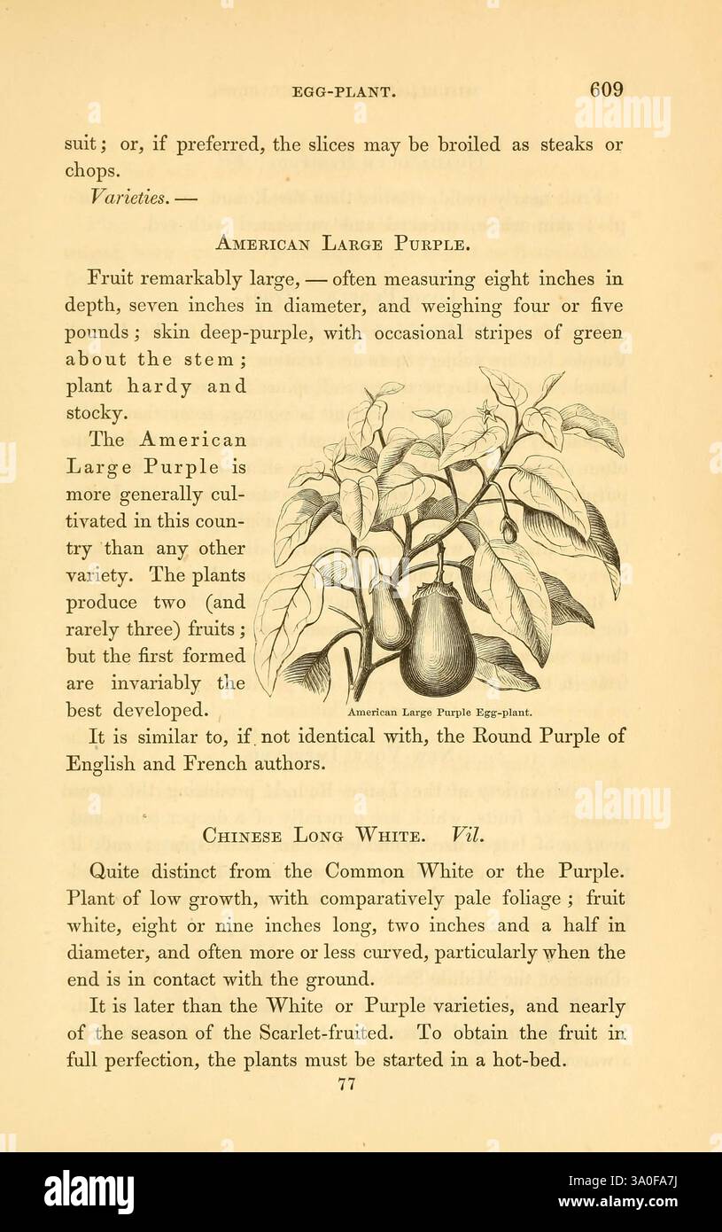1863 United States Variations Gemüsesorten Gemüsesorten Congress Solanum melongena, der Text beschreibt zwei Auberginen-Sorten: Das amerikanische große Purple und das chinesische lange weiß. Der American Large Purple ist bekannt für seine bemerkenswerte Größe, mit einem Durchmesser von sieben Zoll und einem Gewicht von vier bis fünf Pfund. Er hat eine tiefviolette Farbe mit gelegentlich helleren Streifen. Die Beschreibung hebt seine Härte und Eignung für verschiedene Kochmethoden hervor, einschließlich des Bratens. Im Gegensatz dazu ist die chinesische lange Wh Stockfoto