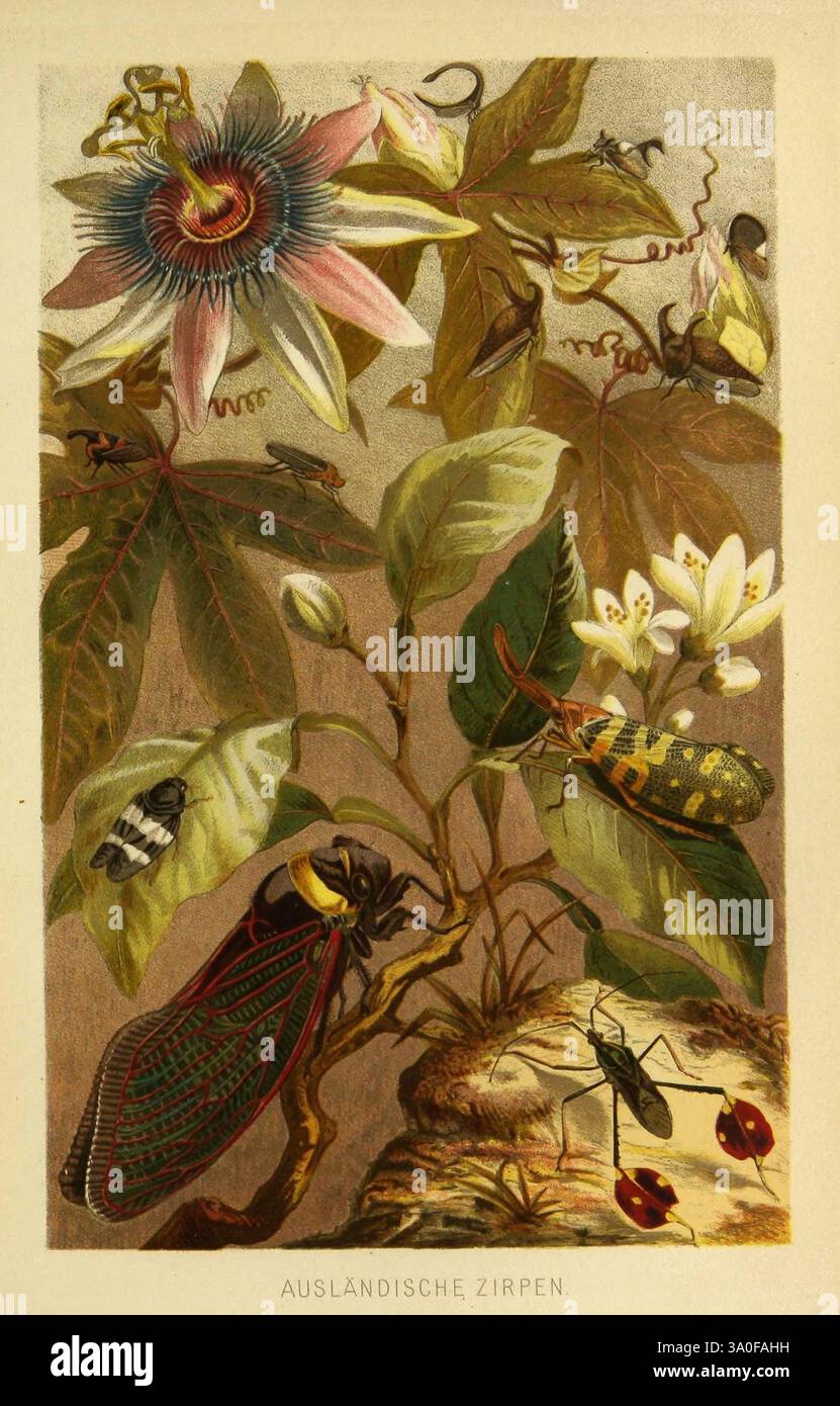 Die Insekten, Tausendfüssler und Spinnen, Leipzig, Bibliographisches Institut, 1877, Arthropoden, Insekten, Zikada, Entomologie, die Illustration zeigt eine lebendige Auswahl an Insekten und Pflanzen. Hervorzuheben ist eine Passionsblume, die mit zarten Blütenblättern und einzigartigen Strukturen verziert ist. Um die Blume herum befinden sich verschiedene Insekten, darunter eine Zikada mit markanten Flügeln, ein hellgelb-grün gefleckter Blatthopper, ein paar Käfer und eine Grille, die auf einem Blatt liegt. Die Komposition hebt die komplizierten Details der Flora und Fauna hervor und unterstreicht die Vielfalt des Lebens in einer natürlichen Umgebung. Stockfoto