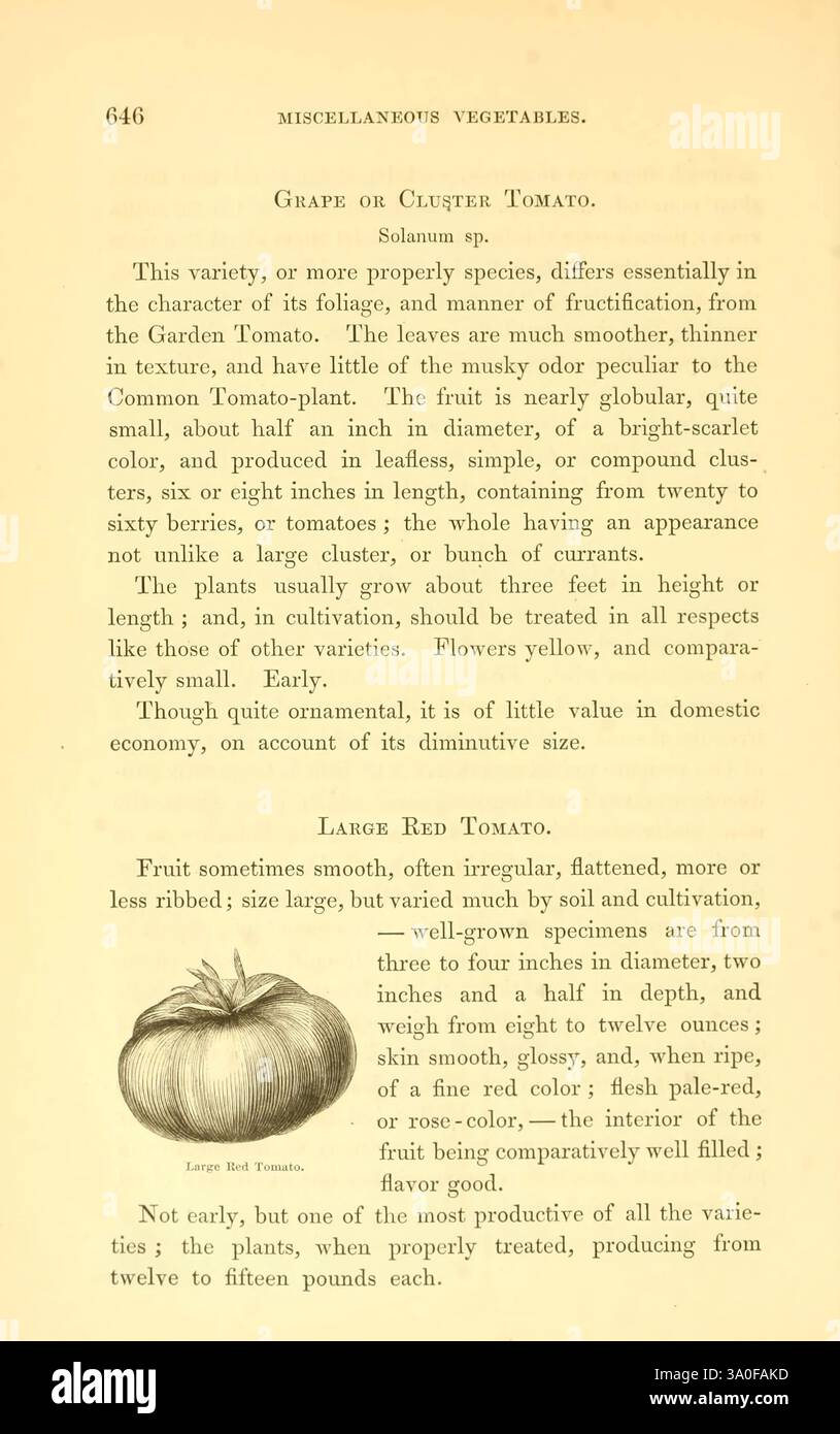 The Field and Garden Gemüses of America Boston, Crosby and Nichols, 1863 United States Variations Gemüsesorten Gartengemüse Congress Solanum lycopersicum, diese Seite bietet Informationen über verschiedene Arten von Tomaten, insbesondere über die Trauben- oder Klumpentomaten und große rote Tomaten. Sie hebt die einzigartigen Eigenschaften der Traubentomate hervor, einschließlich ihrer kleinen Größe, ihres süßen Geschmacks und der Vielfalt der Farben, die sie präsentieren kann. Darüber hinaus beschreibt der Text die große rote Tomate und weist auf ihre glatte und gleichmäßige Haut sowie auf ihre bedeutende Größe und ihr Ertragspotenzial hin. Beide sind unterschiedlich Stockfoto