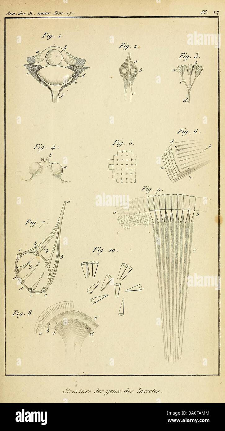 Annales des Sciences Naturelles, Paris, Crochard, Wissenschaft, Anatomie, Zeitschriften, Insekten, die Illustration zeigt eine Reihe von detaillierten Diagrammen, die verschiedene strukturelle Formen zeigen, die wahrscheinlich mit dem Studium der Naturwissenschaften oder Mathematik zusammenhängen. Die Abbildungen sind sequenziell beschriftet und weisen auf verschiedene Formen und Konfigurationen hin, die Elemente wie biologische Strukturen oder geometrische Muster darstellen können. Zu den wichtigsten Merkmalen gehören abgerundete Formen, verlängerte Formen und eine Reihe von Linien, die anscheinend eine fächerähnliche Anordnung darstellen. Die unterschiedlichen Perspektiven der Zahlen deuten auf eine Fokussierung o hin Stockfoto