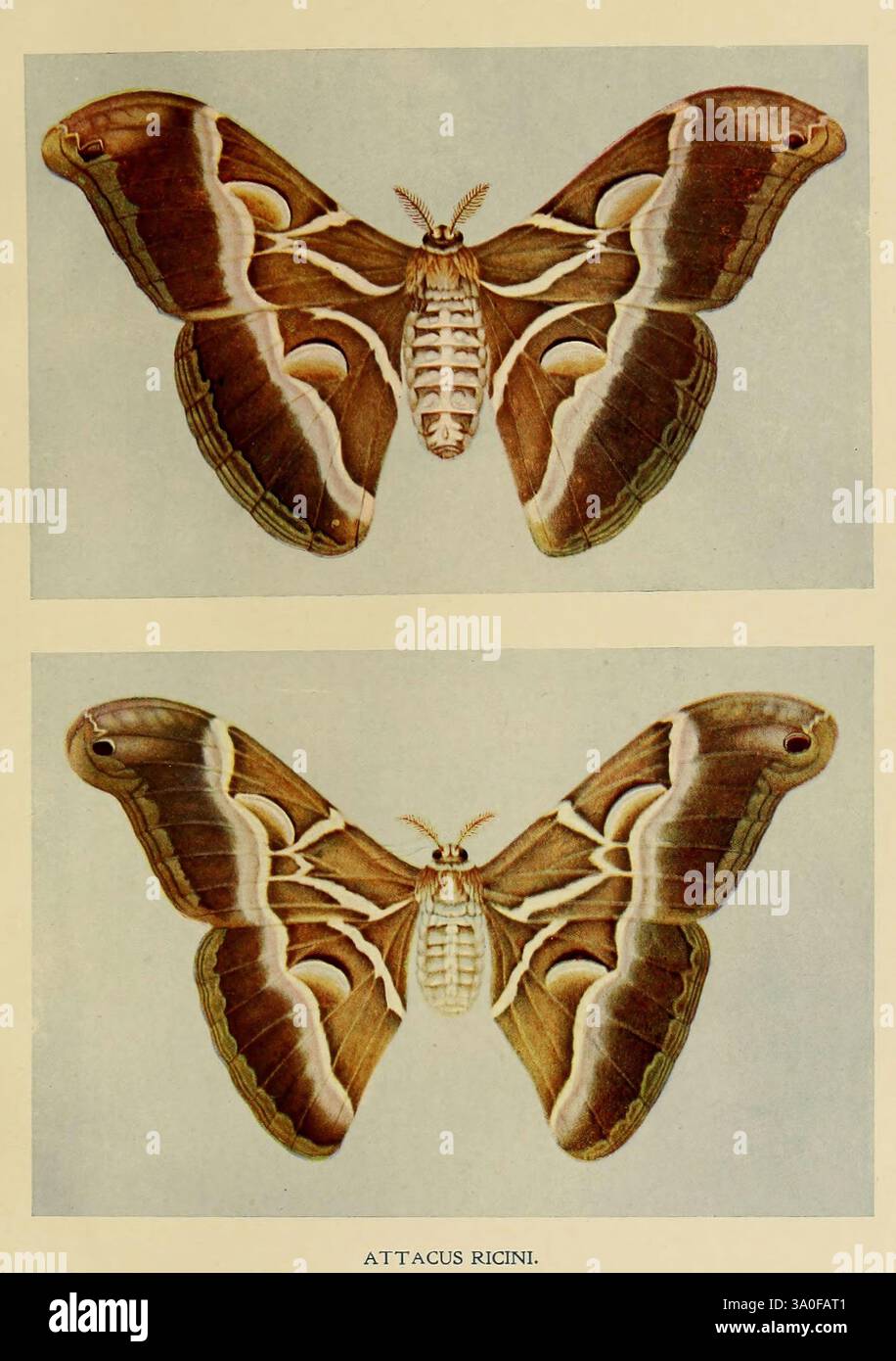 Indian Insects Life Calcutta Thacker Spink & Co. W. Thacker & Co. 2 Creed Lane London 1909 India Insects Arthropoda Pictorial Cloth Bindings Binding RB bin Arthropod zeigt die Abbildung den Attacus ricini, der allgemein als Riesenseidenmotten bekannt ist. Deutlich sichtbar sind die oberen und unteren Ansichten der Flügel des Schmetterlings. Die komplizierten Muster zeigen kräftige Braun- und Cremefarben und ähneln den Texturen von natürlichem Holz und Laub. Die Flügel sind groß und breit und weisen eine auffällige Ähnlichkeit mit Blättern auf, mit Merkmalen, die zur Tarnung beitragen. Die detaillierte anatomische Represe Stockfoto